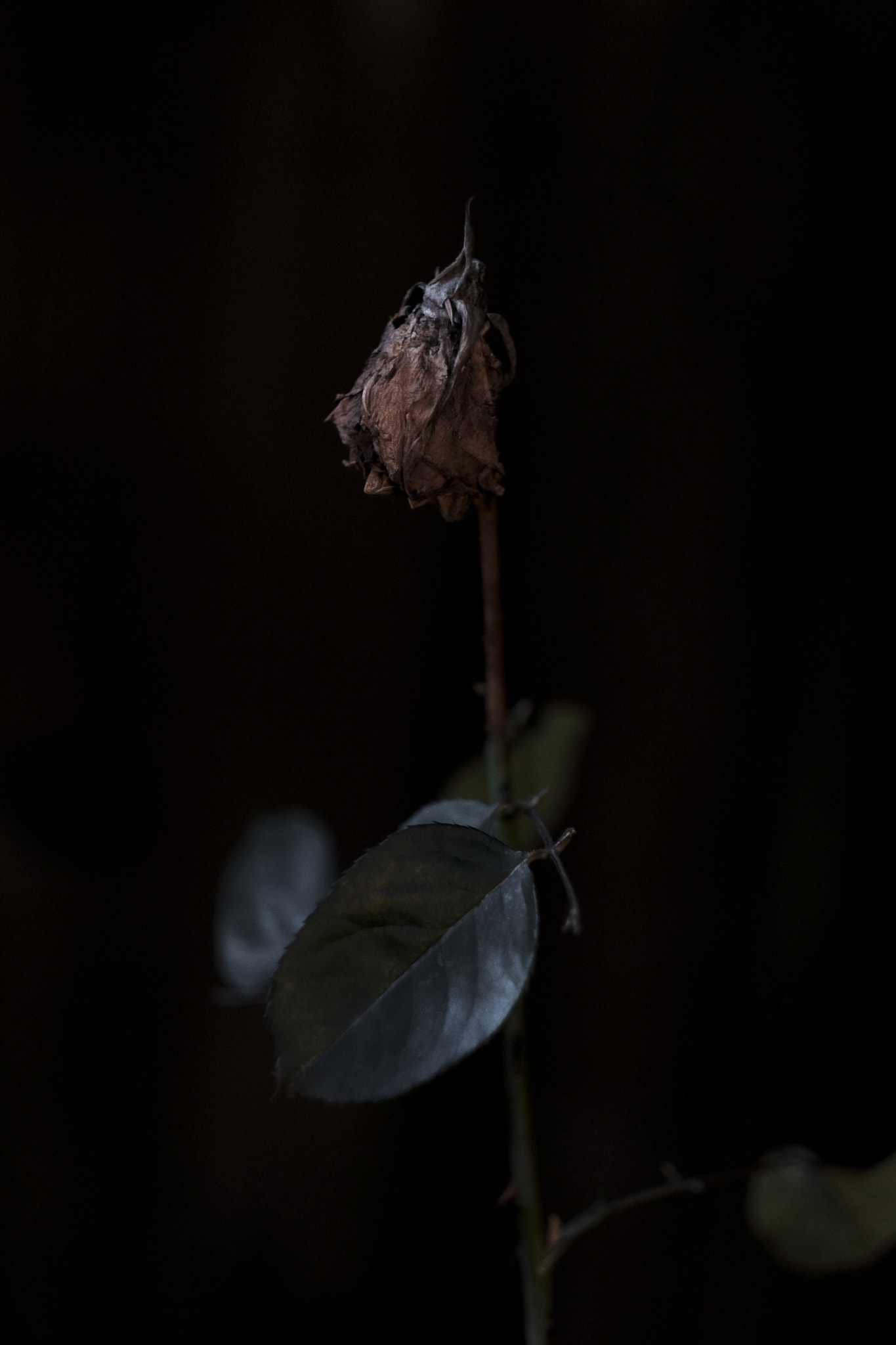 Fujifilm X-T2 sample photo. Withered rose photography