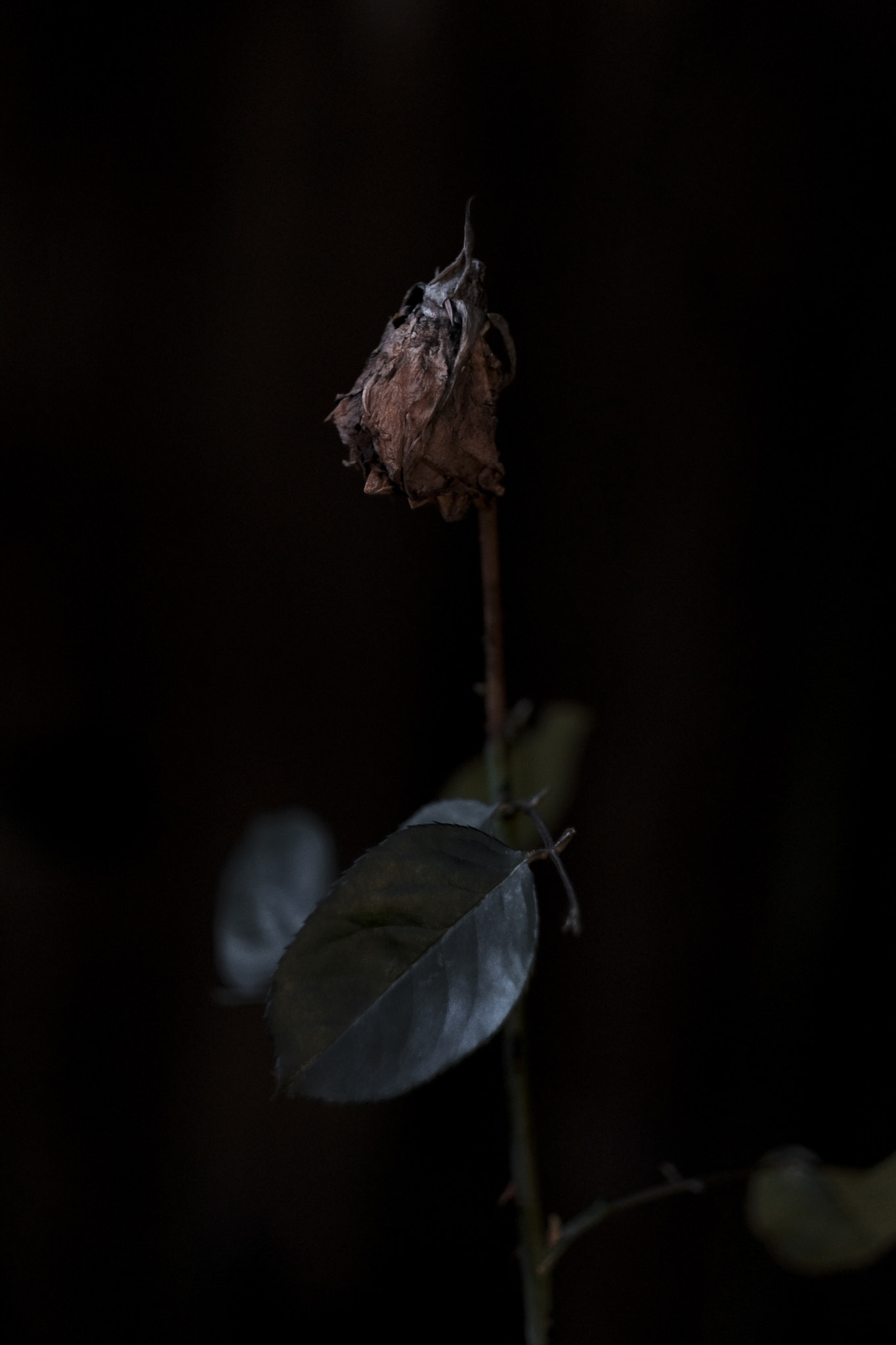 Fujifilm X-T2 + Fujifilm XF 56mm F1.2 R sample photo. Withered rose photography