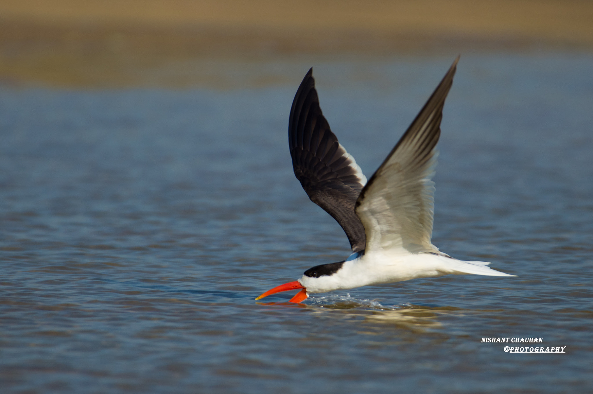 Nikon AF-S Nikkor 200-500mm F5.6E ED VR sample photo