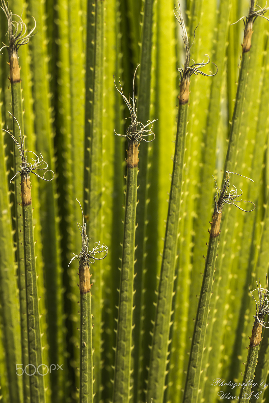 Canon EF 100mm F2.8L Macro IS USM sample photo. Sintonia photography