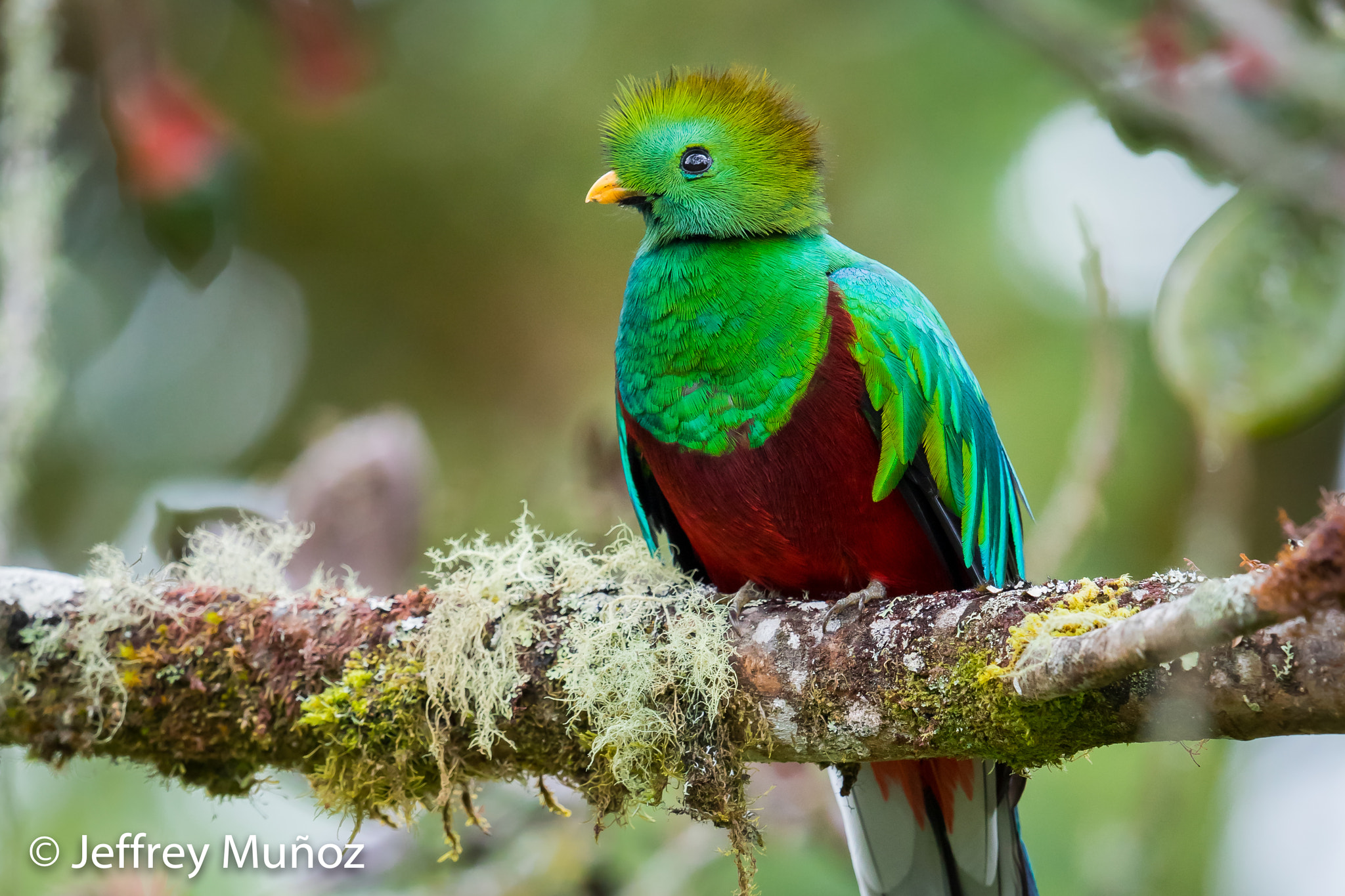 Canon EF 500mm F4L IS II USM sample photo. Resplendent quetzal photography