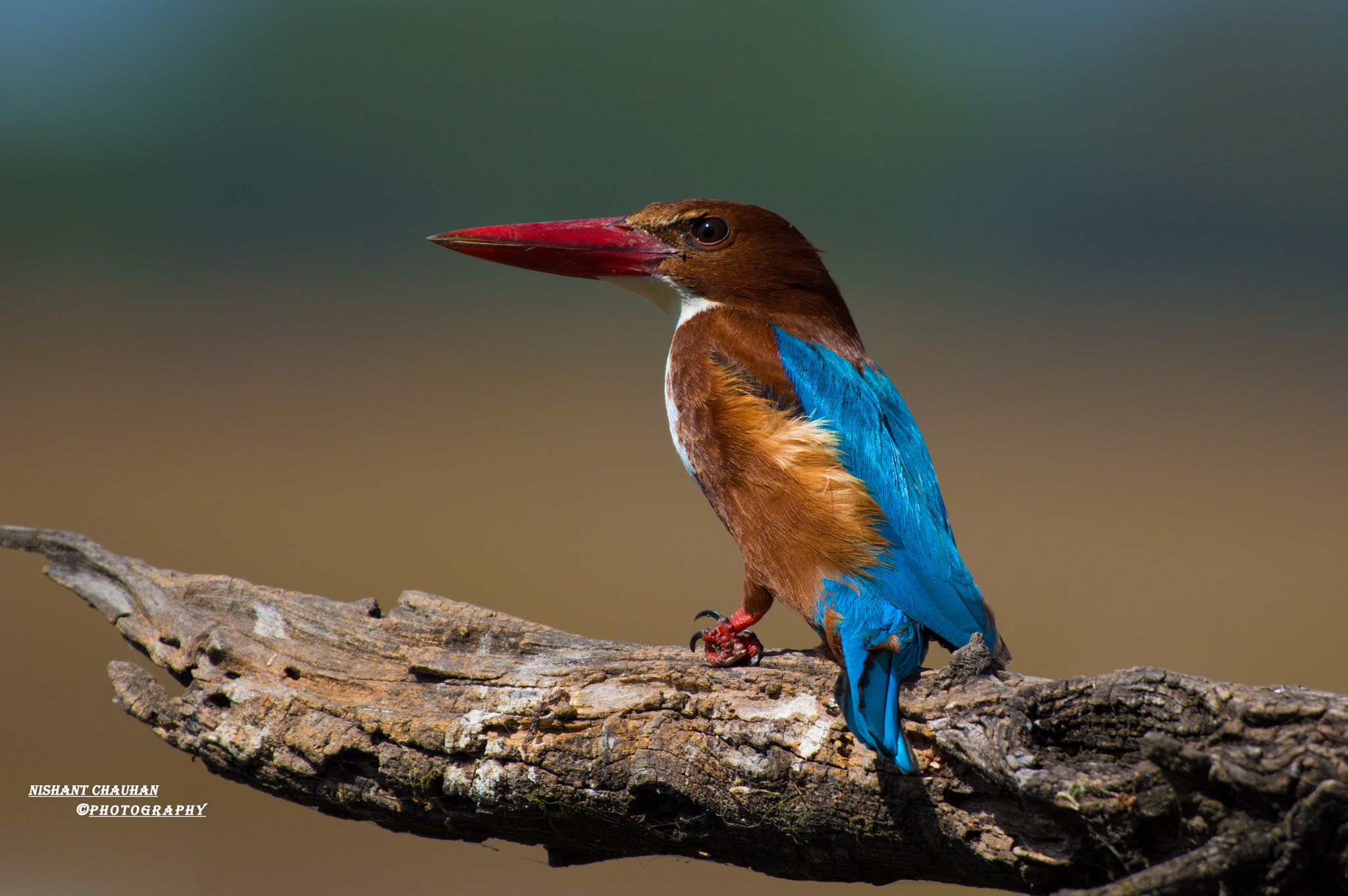 Nikon AF-S Nikkor 200-500mm F5.6E ED VR sample photo