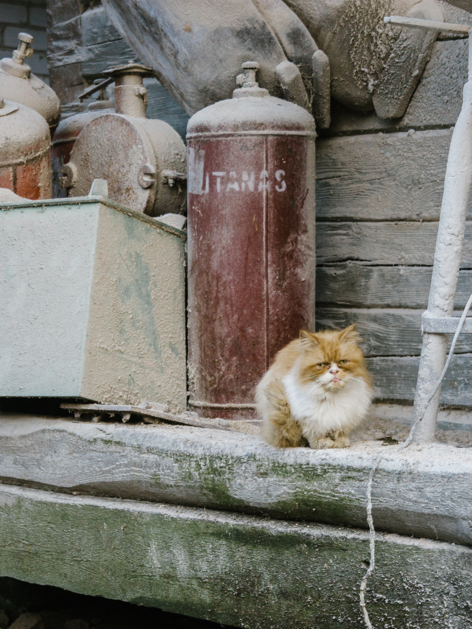 Canon EF-S 18-55mm F3.5-5.6 II sample photo. Grumpy cat  photography