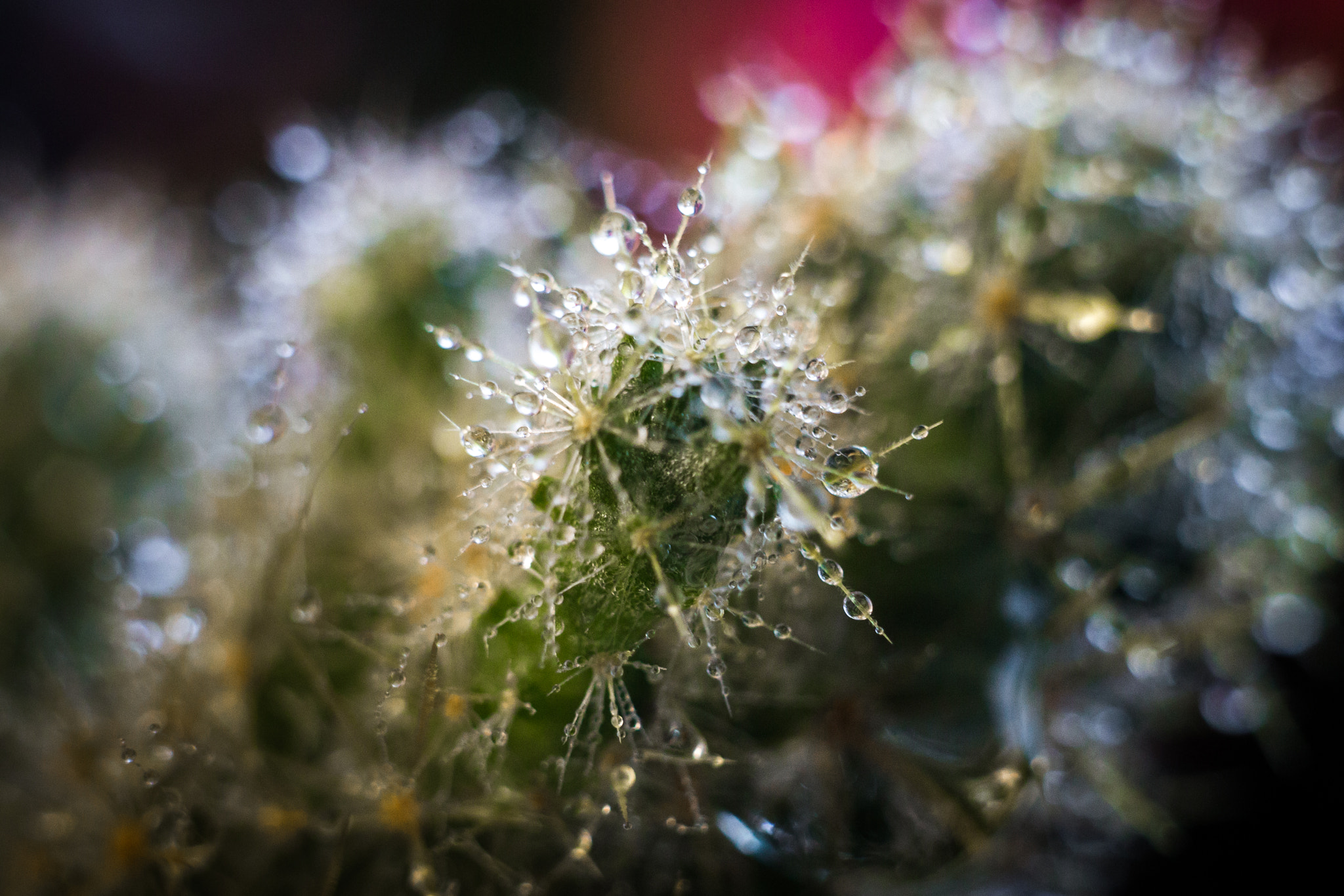Canon EF 35-80mm f/4-5.6 sample photo. Img photography