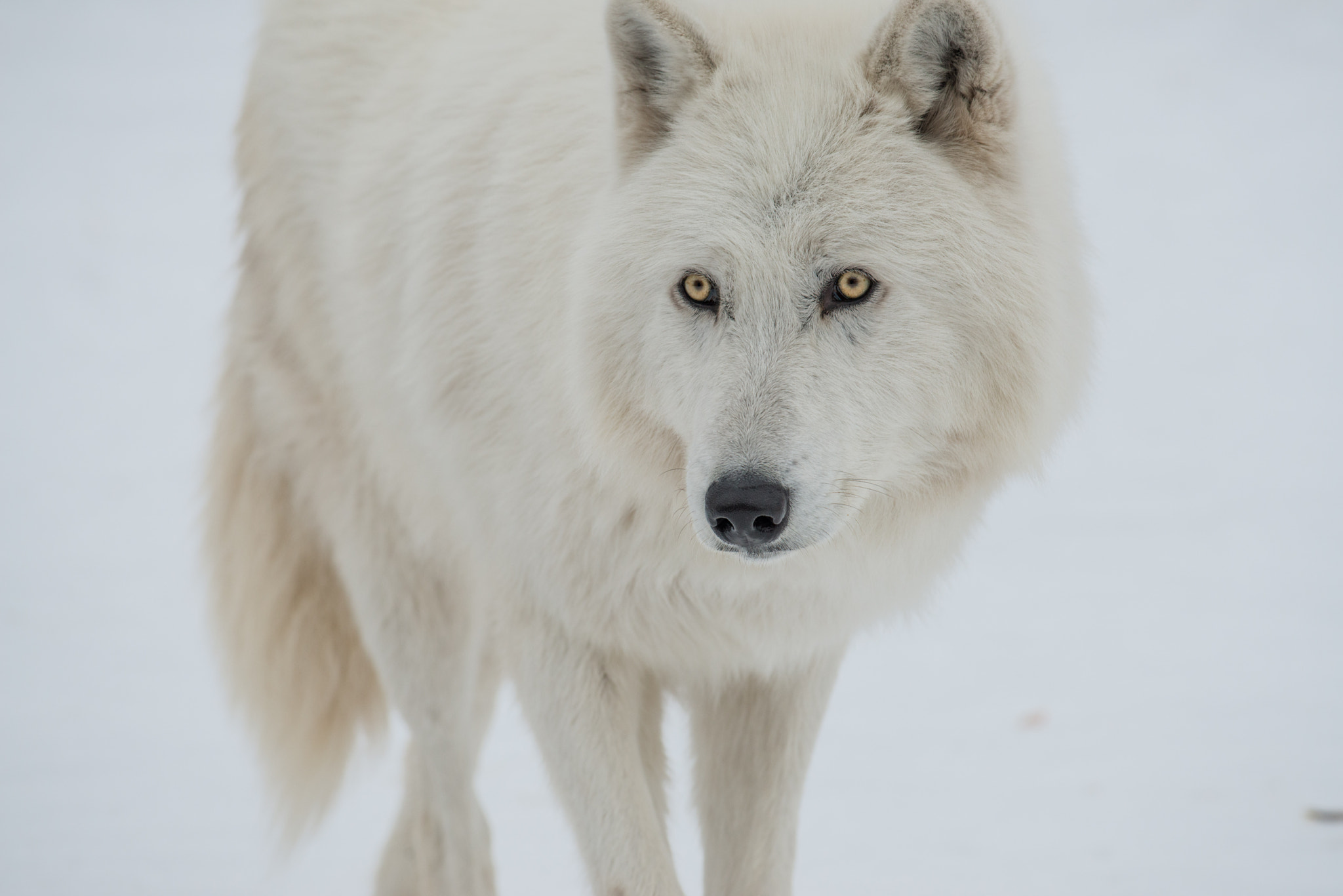 Nikon AF-S Nikkor 70-200mm F4G ED VR sample photo. Wolfdog photography