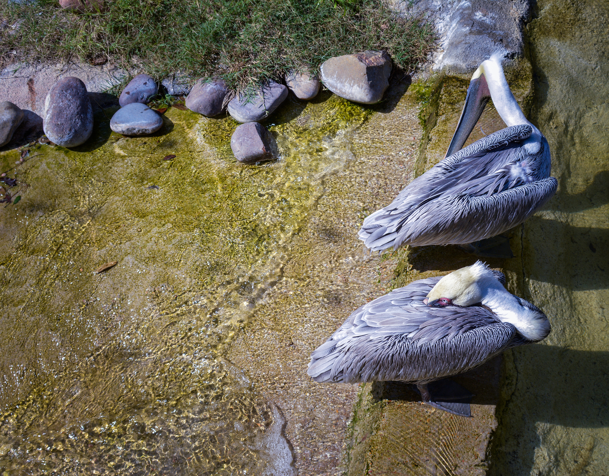 Nikon D7100 sample photo. Sun bathing pelicans photography