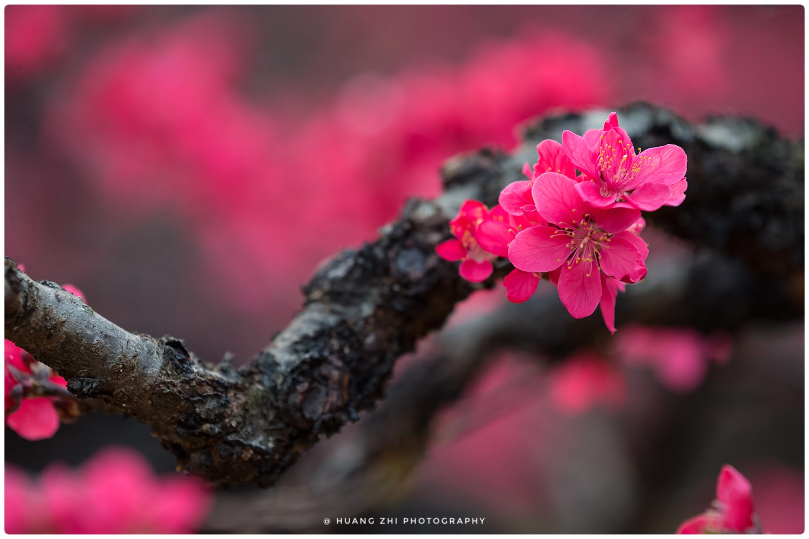 Canon EOS-1D X sample photo. Vigorous stems, beautiful peach blossom． photography