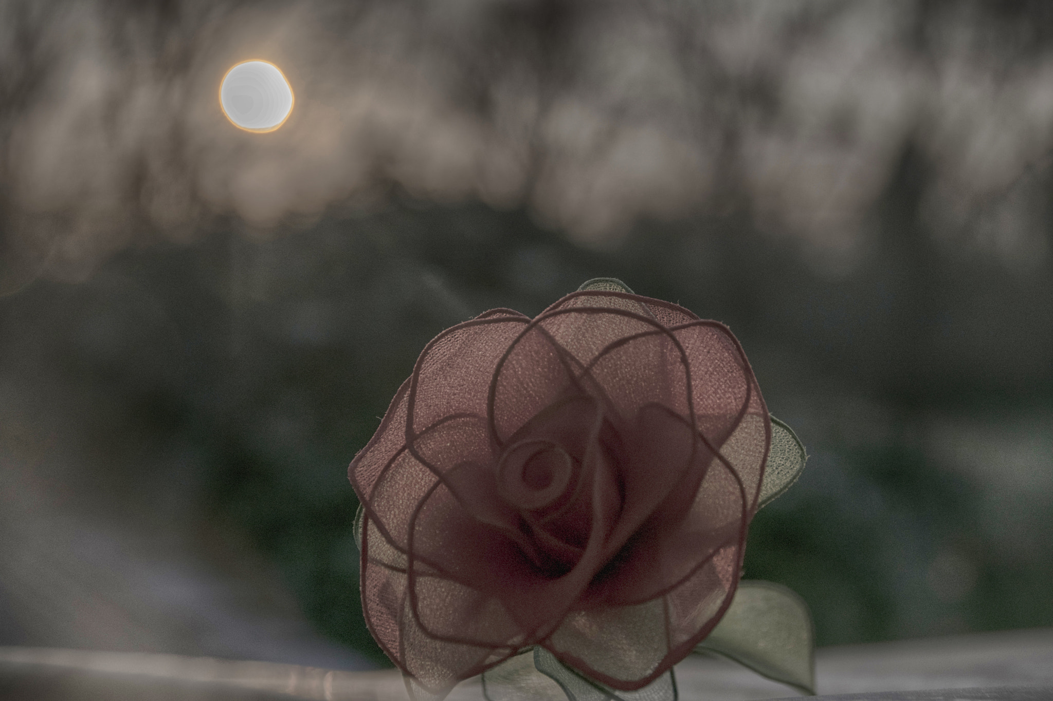 Nikon D3300 + Tamron AF 18-200mm F3.5-6.3 XR Di II LD Aspherical (IF) Macro sample photo. Good morning !! the rose and the sunrise photography