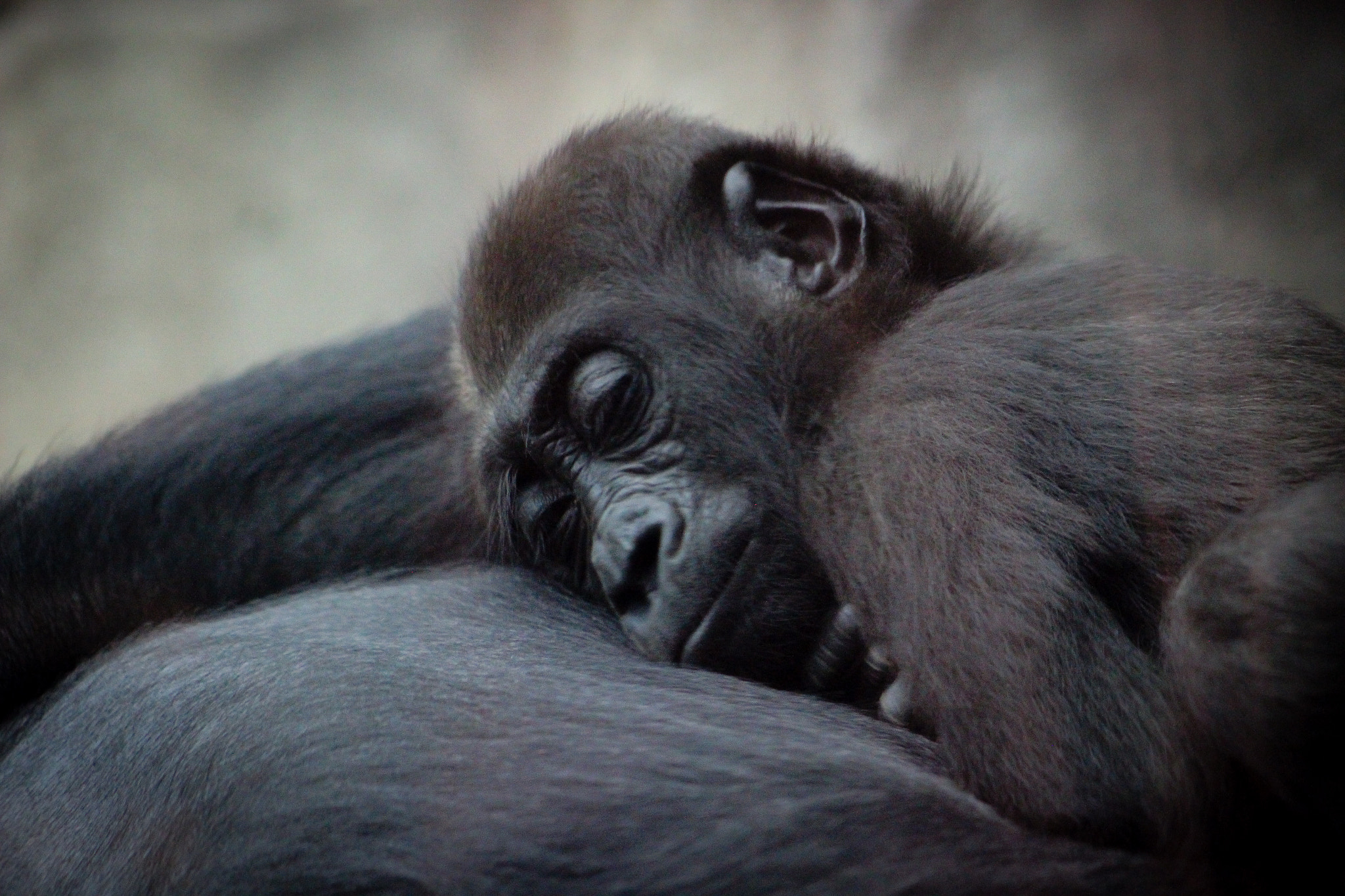 Canon EOS 600D (Rebel EOS T3i / EOS Kiss X5) + EF75-300mm f/4-5.6 sample photo. Baby gorilla, 9.9.16 photography