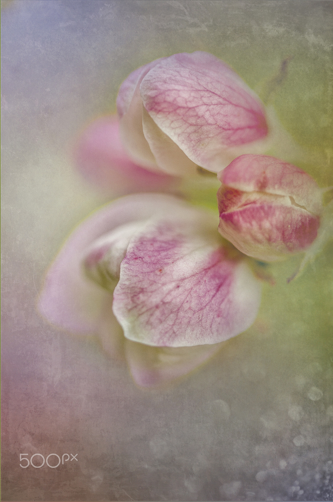 Sigma 105mm F2.8 EX DG OS HSM sample photo. ,,, photography