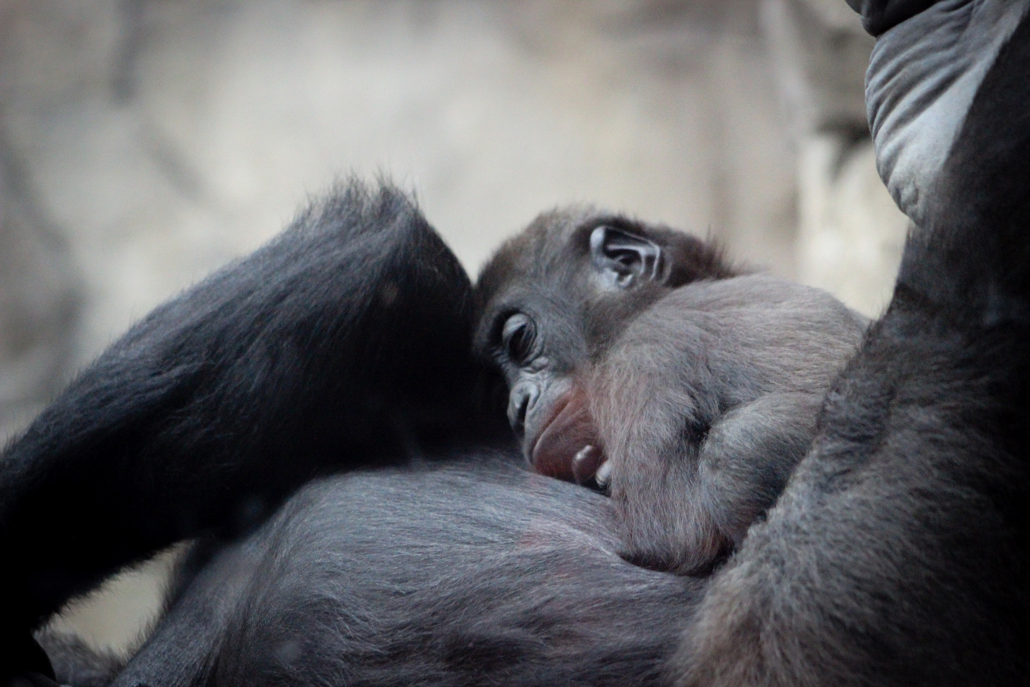 Canon EOS 600D (Rebel EOS T3i / EOS Kiss X5) + EF75-300mm f/4-5.6 sample photo. Baby gorilla 2,9.9.16 photography