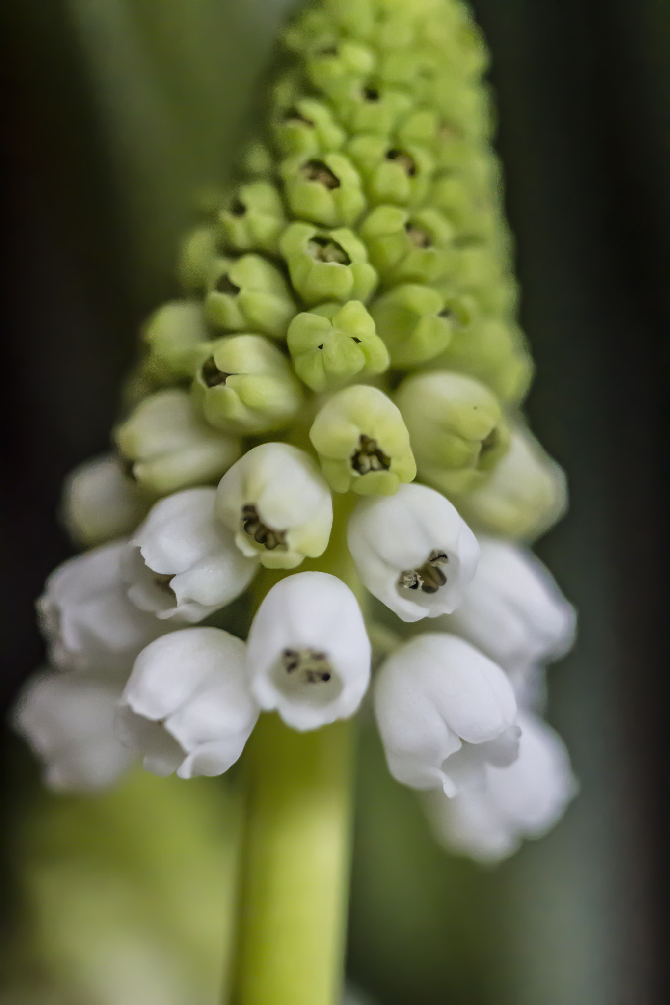 Canon EF 100mm F2.8 Macro USM sample photo. Rise up from the earth photography