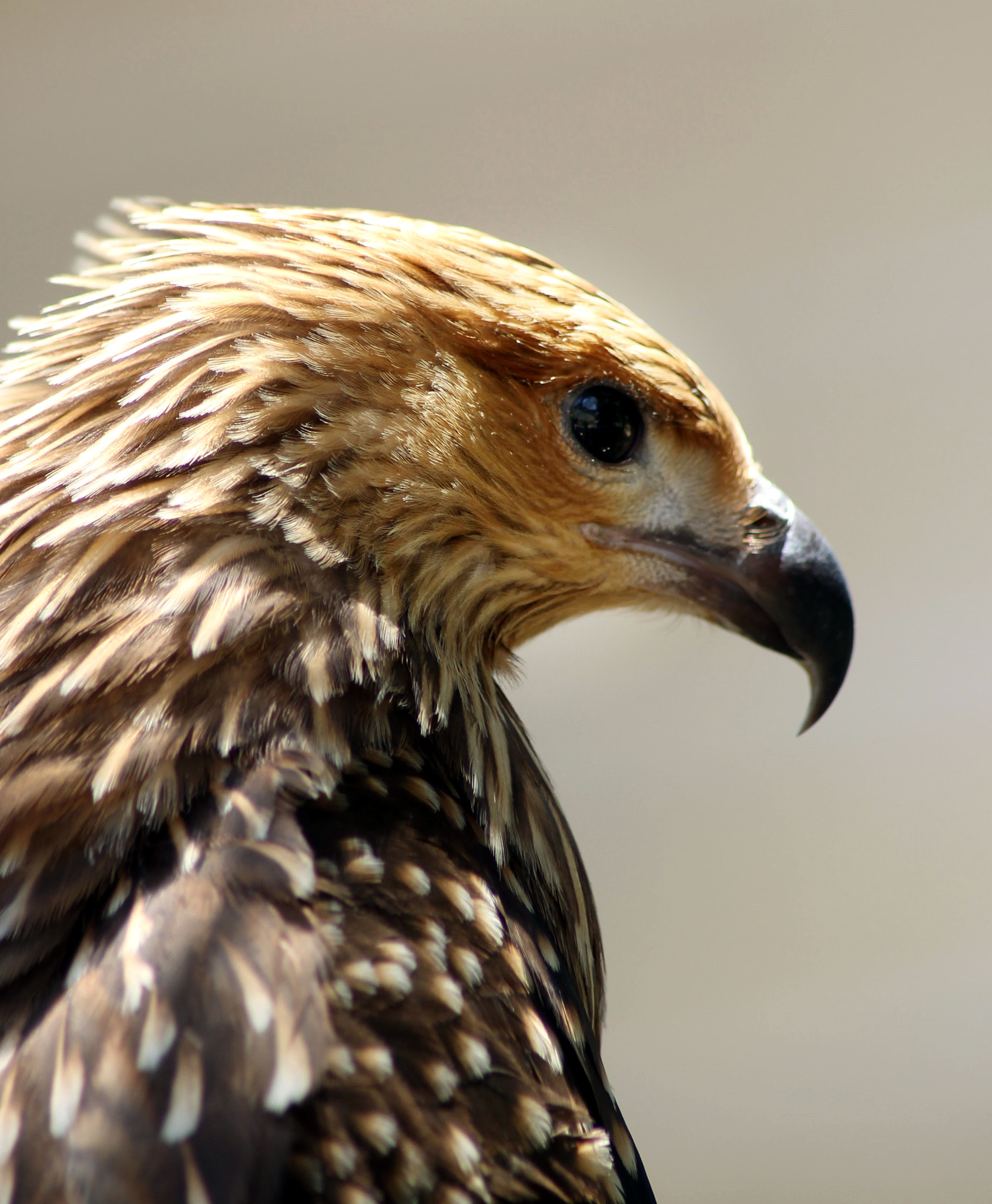 Canon EOS 1100D (EOS Rebel T3 / EOS Kiss X50) + Tamron AF 70-300mm F4-5.6 Di LD Macro sample photo. Eagle photography