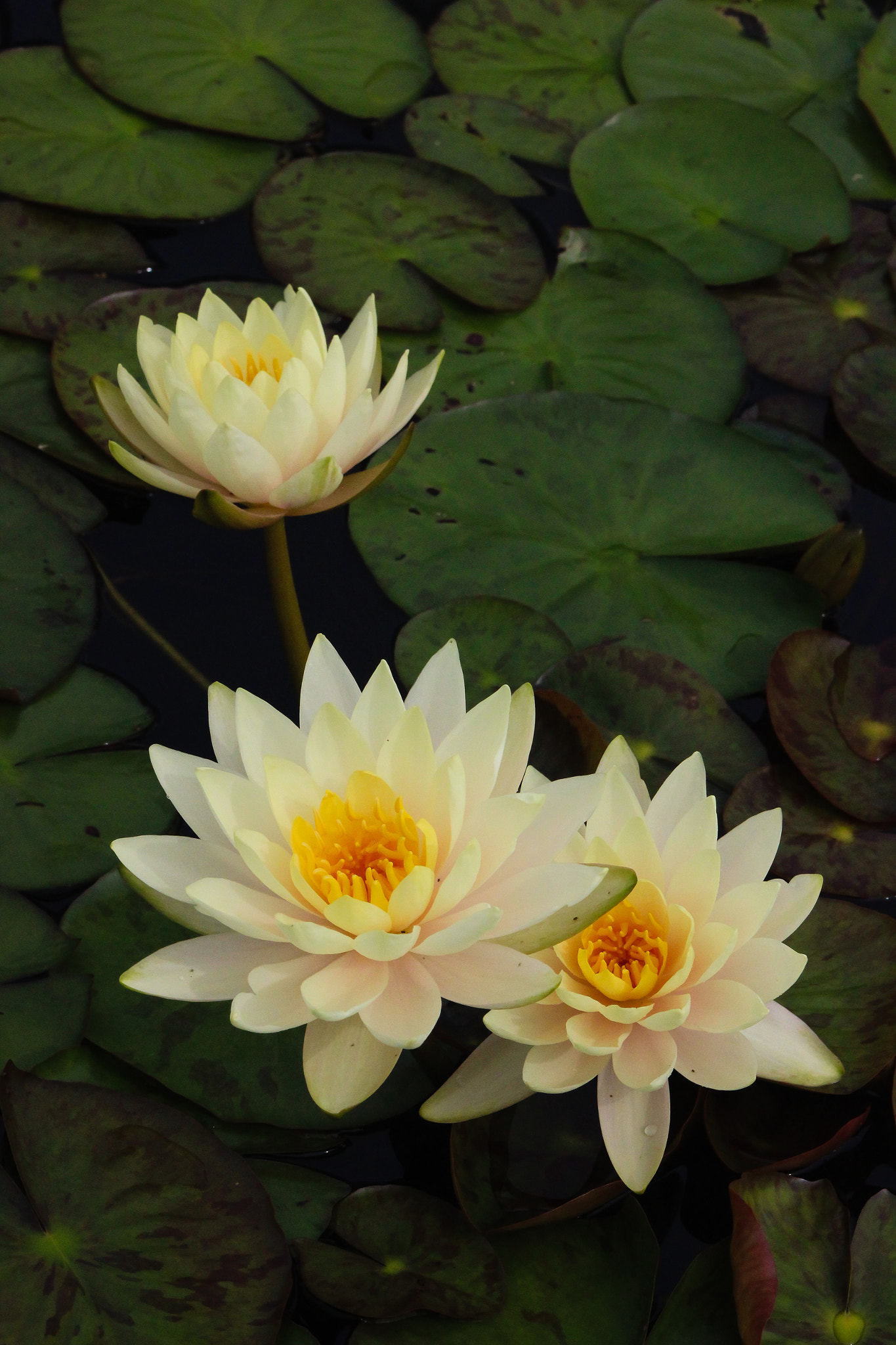 Canon EOS 600D (Rebel EOS T3i / EOS Kiss X5) + EF75-300mm f/4-5.6 sample photo. Water lilies, 9.9.16 photography