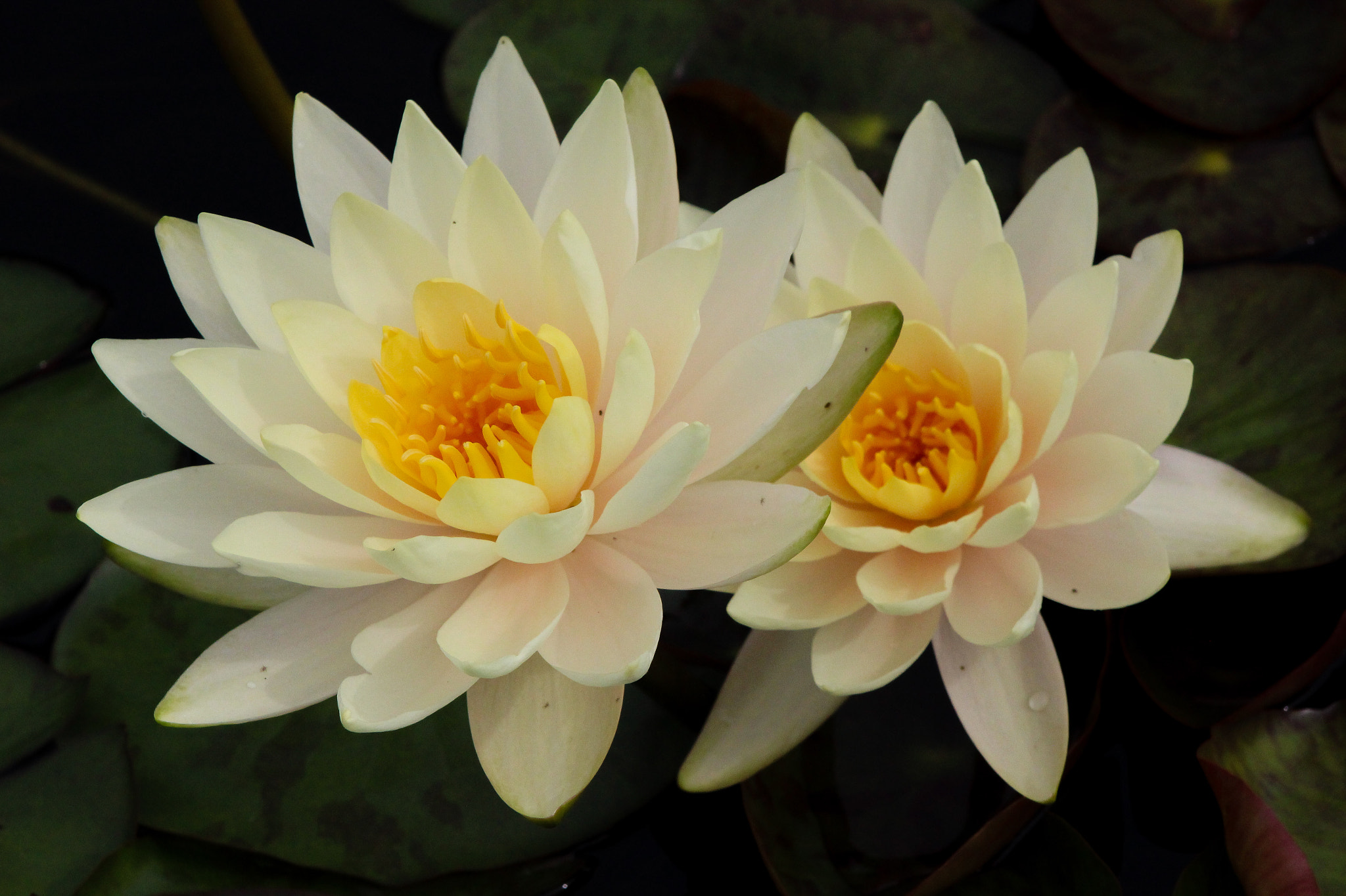Canon EOS 600D (Rebel EOS T3i / EOS Kiss X5) + EF75-300mm f/4-5.6 sample photo. Water lilies 2, 9.9.16 photography