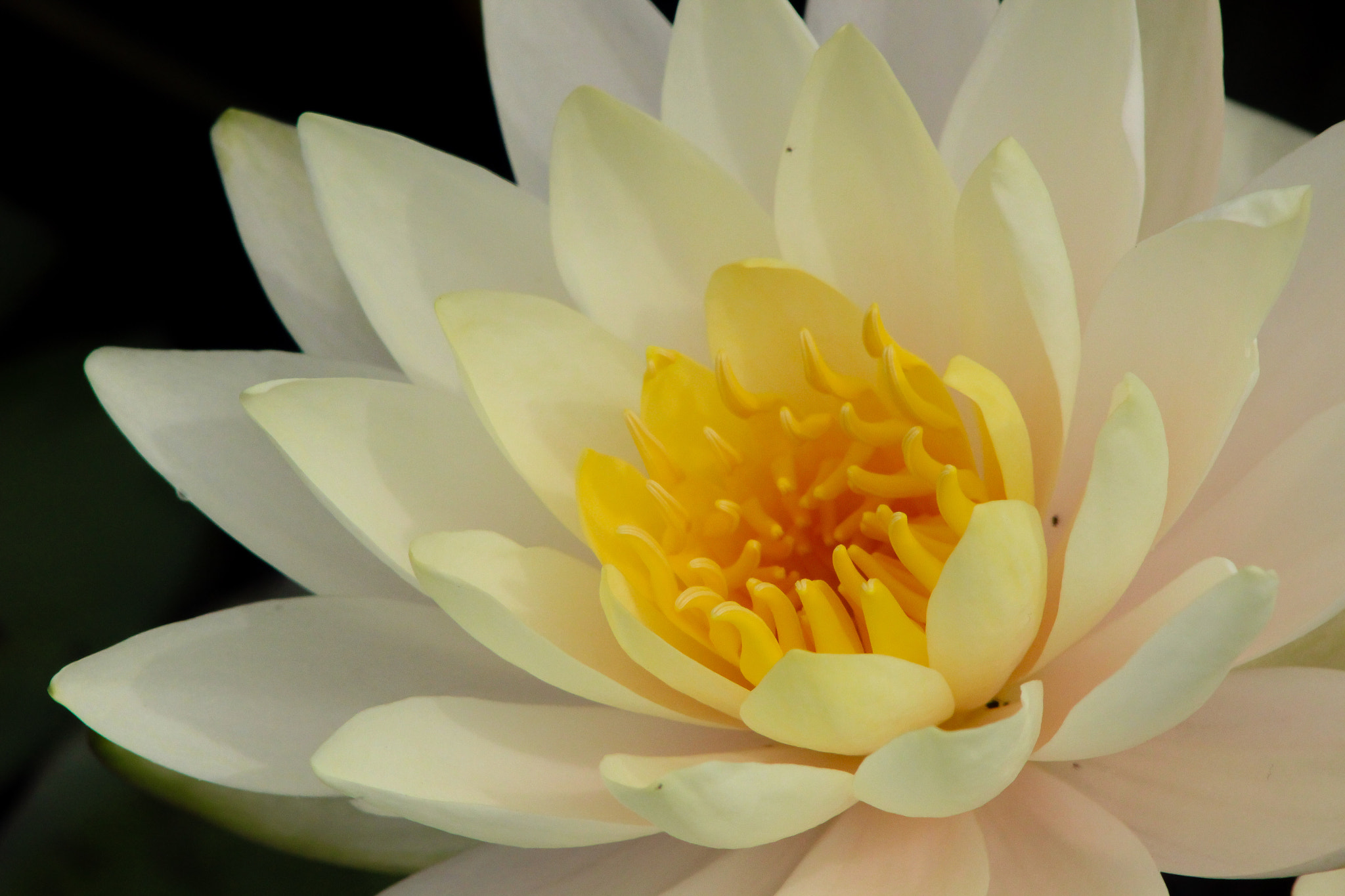 Canon EOS 600D (Rebel EOS T3i / EOS Kiss X5) + EF75-300mm f/4-5.6 sample photo. Water lily close up, 9.9.16 photography
