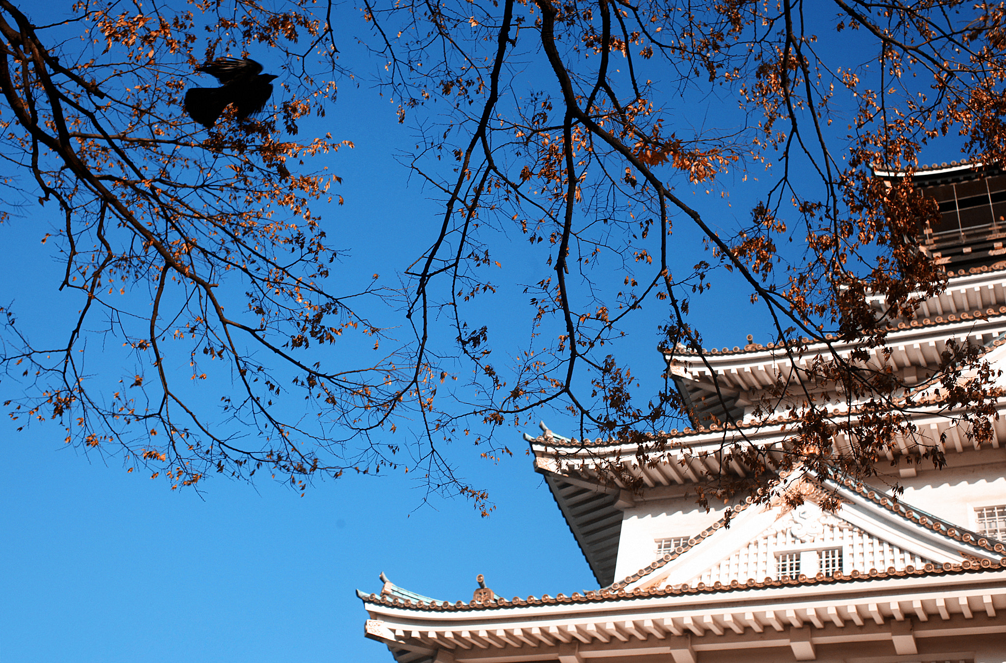 Canon EF 40mm F2.8 STM sample photo. Osaka castle, osaka. photography