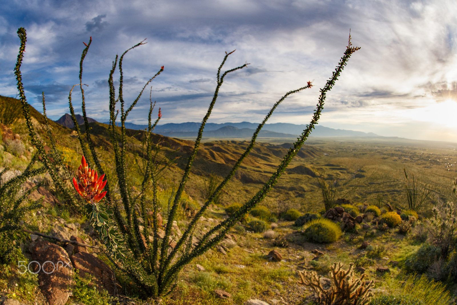 Canon EOS-1D X + Canon EF 8-15mm F4L Fisheye USM sample photo. Borrego super bloom photography