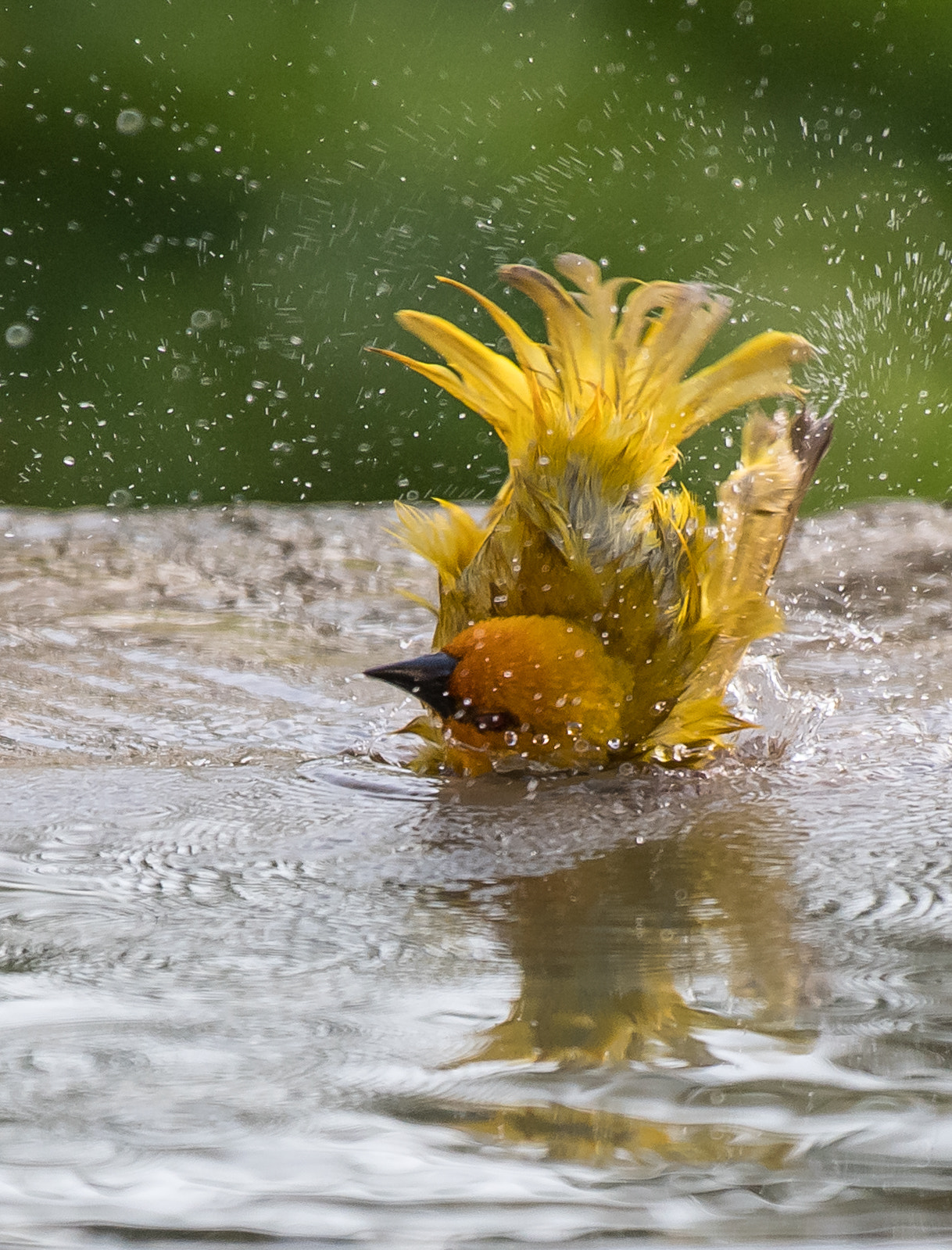 Nikon D5 sample photo. Taking  bath photography