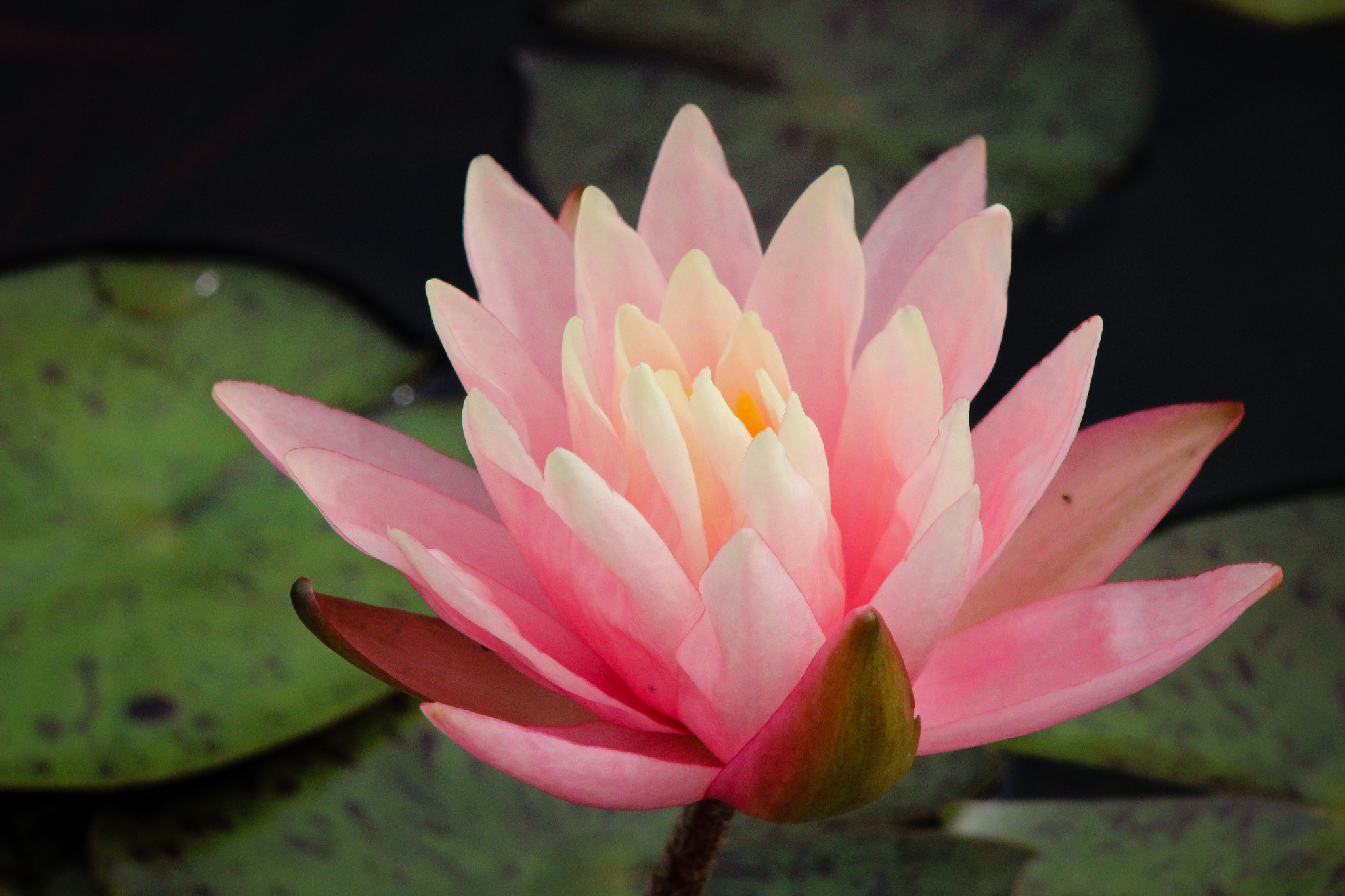 Canon EOS 600D (Rebel EOS T3i / EOS Kiss X5) + EF75-300mm f/4-5.6 sample photo. Pink water lily, 9.9.16 photography