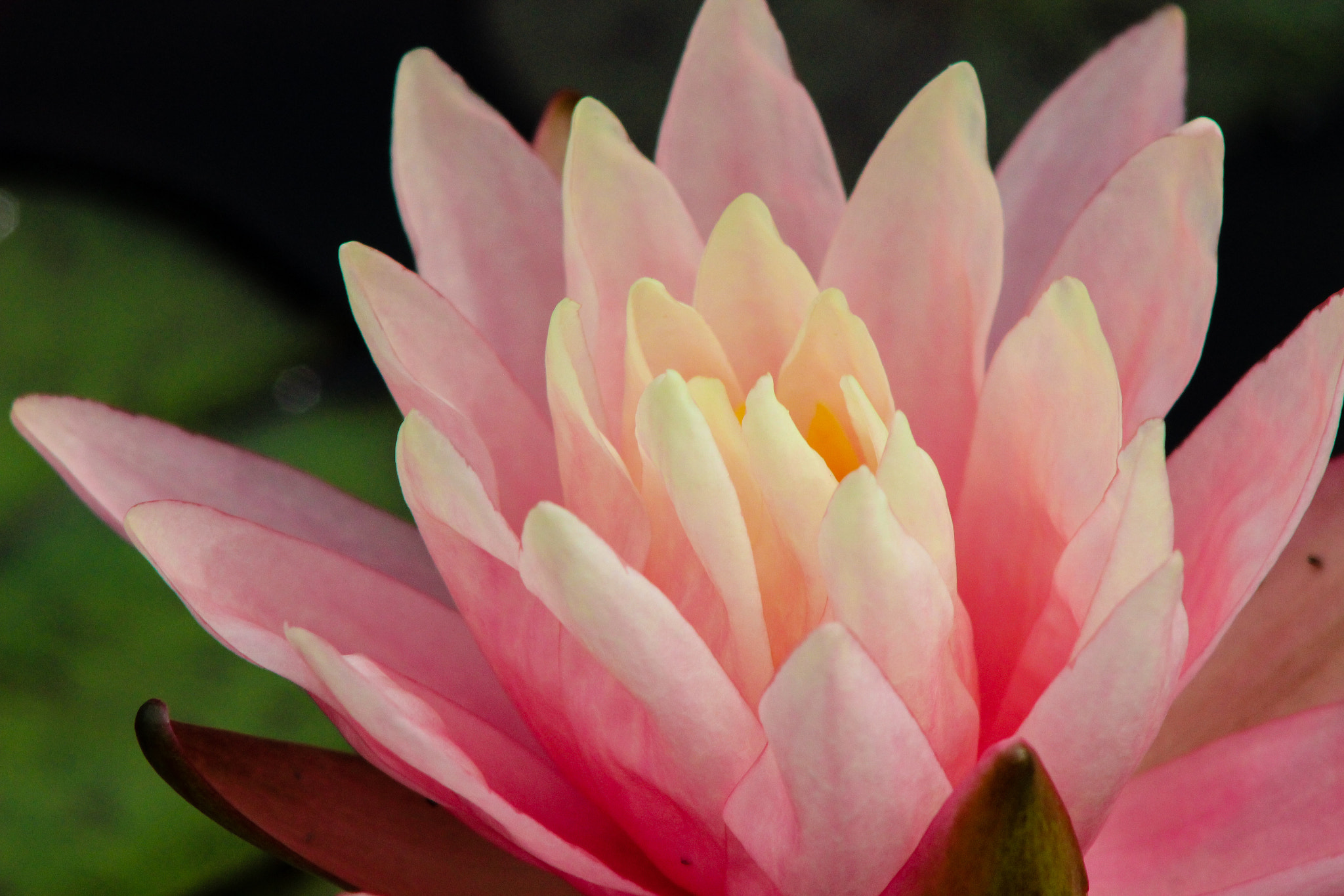 Canon EOS 600D (Rebel EOS T3i / EOS Kiss X5) + EF75-300mm f/4-5.6 sample photo. Pink water lily 2, 9.9.16 photography