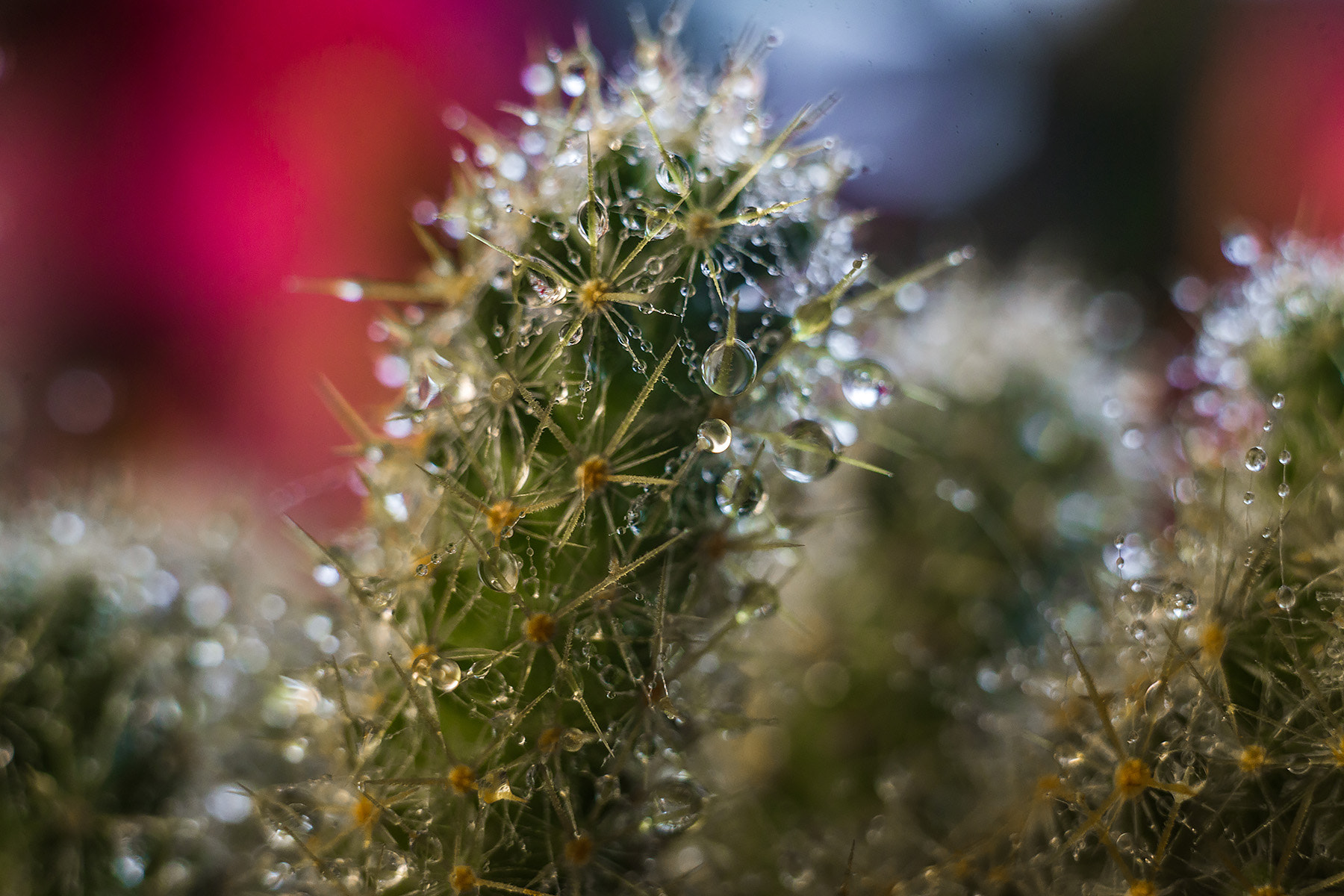 Canon EF 35-80mm f/4-5.6 sample photo. Img photography