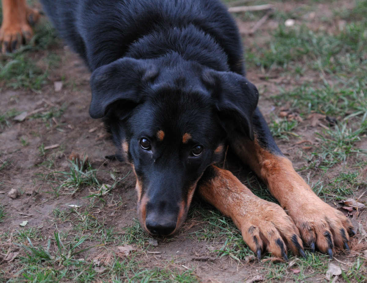 Tamron SP 24-70mm F2.8 Di VC USD sample photo. Youg beauceron photography