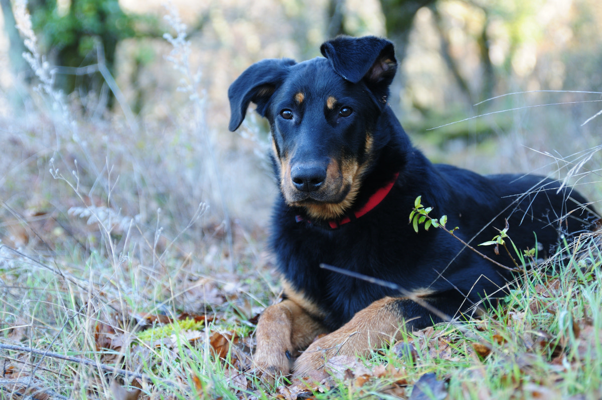 Tamron SP 24-70mm F2.8 Di VC USD sample photo. Youg beauceron photography
