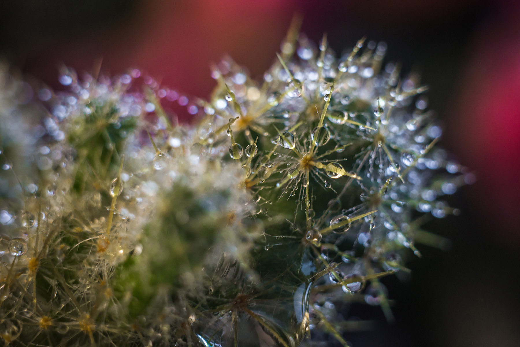 Canon EF 35-80mm f/4-5.6 sample photo. Гелиос 44м photography