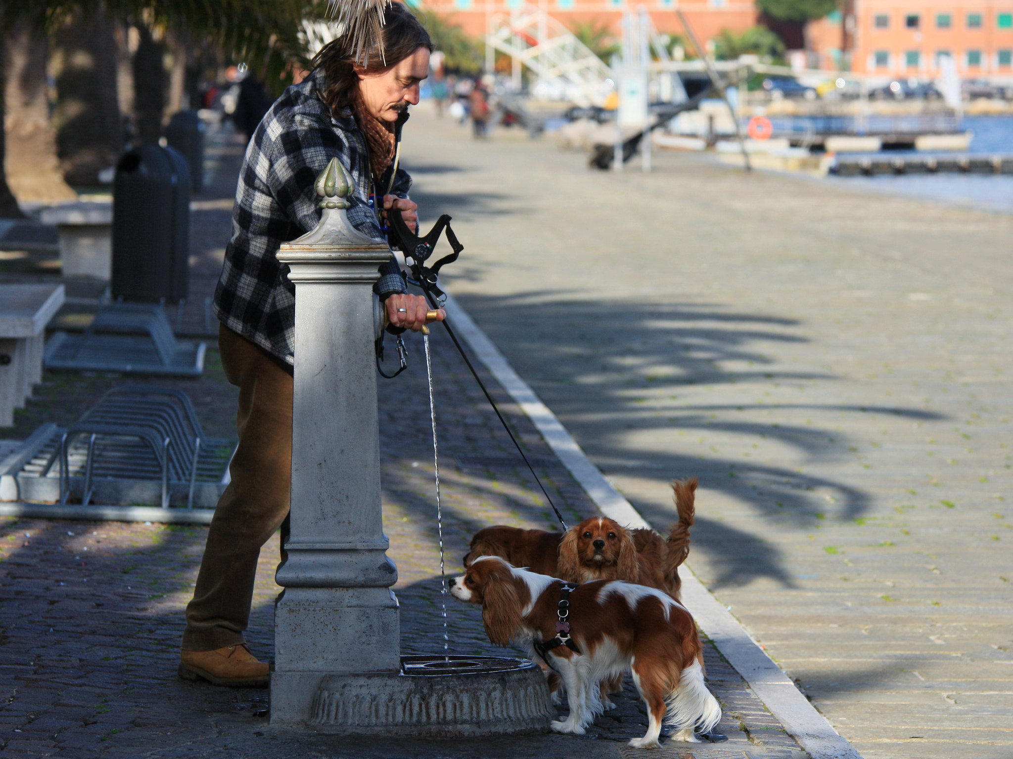 Sigma 70-200mm F2.8 EX DG OS HSM sample photo. If the dog is thirsty photography