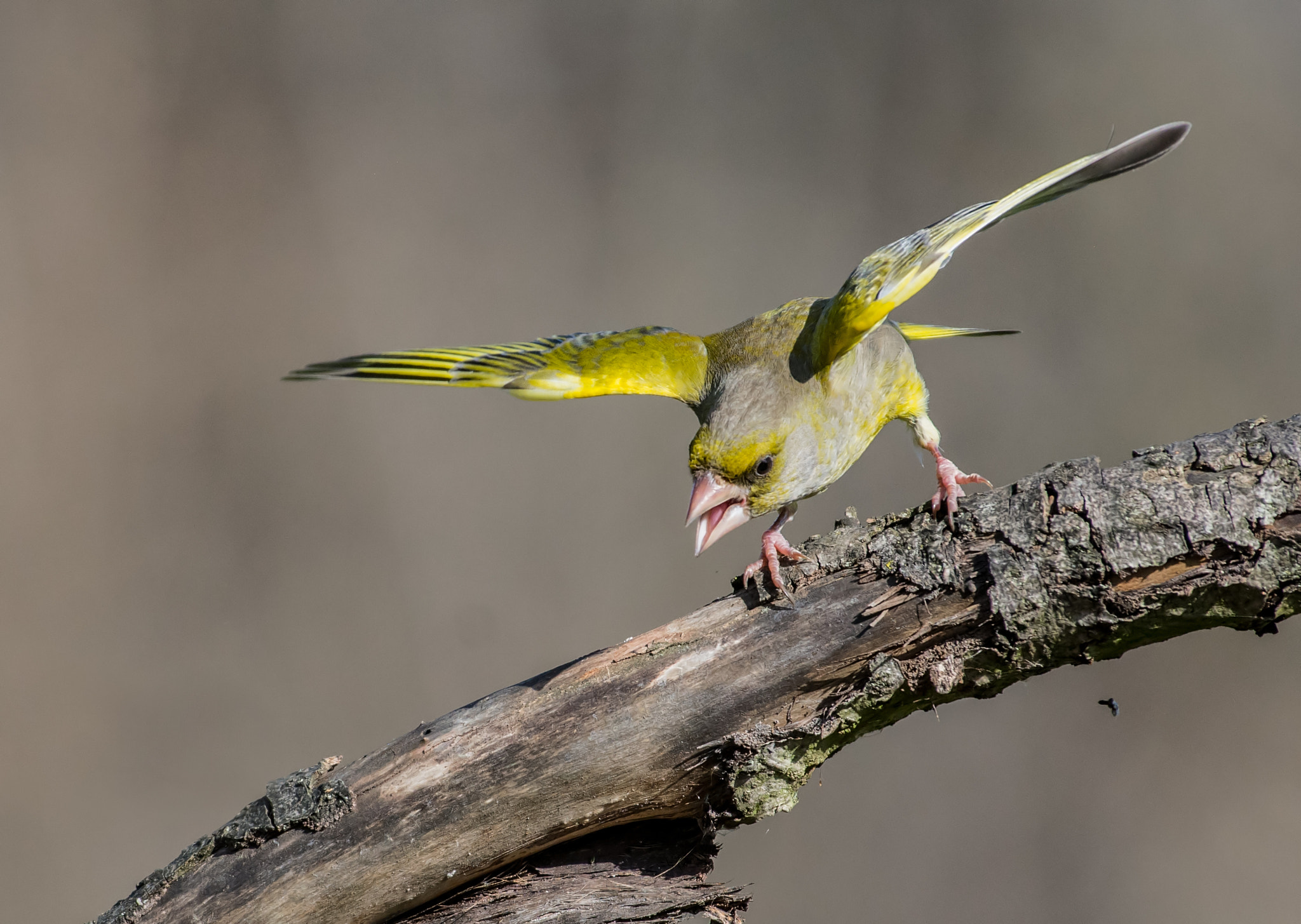 Nikon AF-S Nikkor 200-500mm F5.6E ED VR sample photo. Angry greenfinch photography