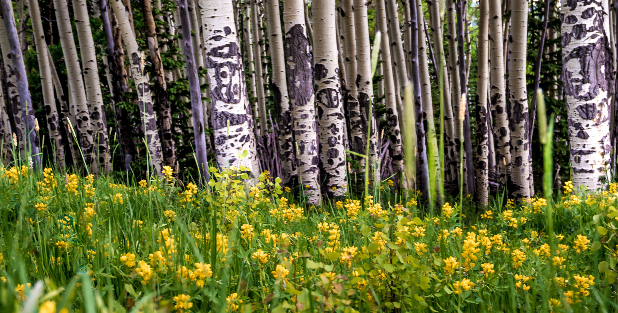 Nikon D600 sample photo. Aspens photography