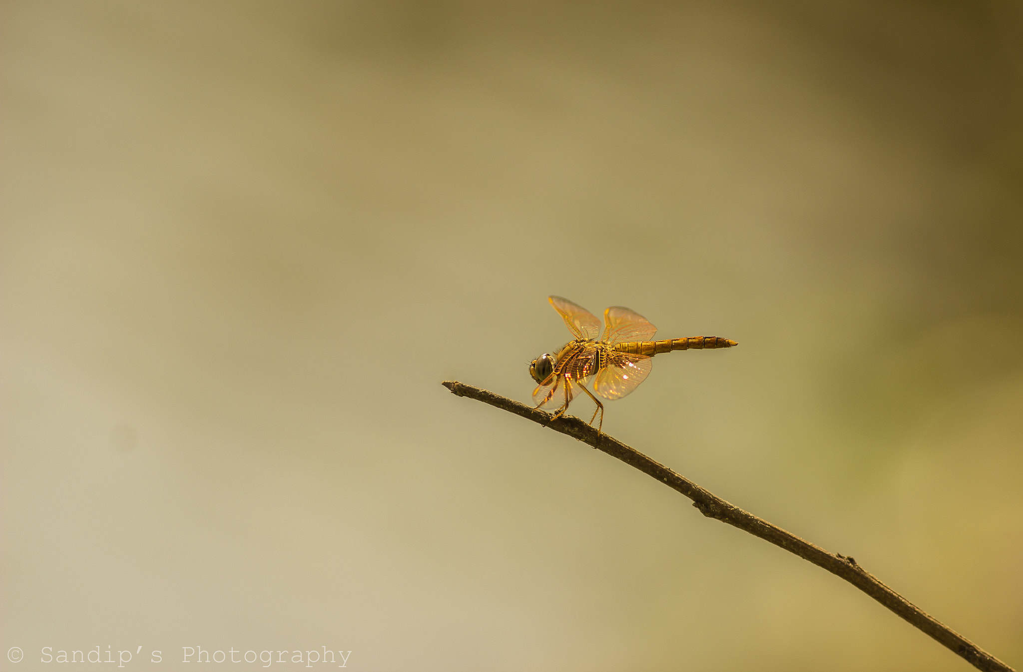 Canon EOS 600D (Rebel EOS T3i / EOS Kiss X5) + Canon EF 400mm F5.6L USM sample photo. Flame skimmer..... photography