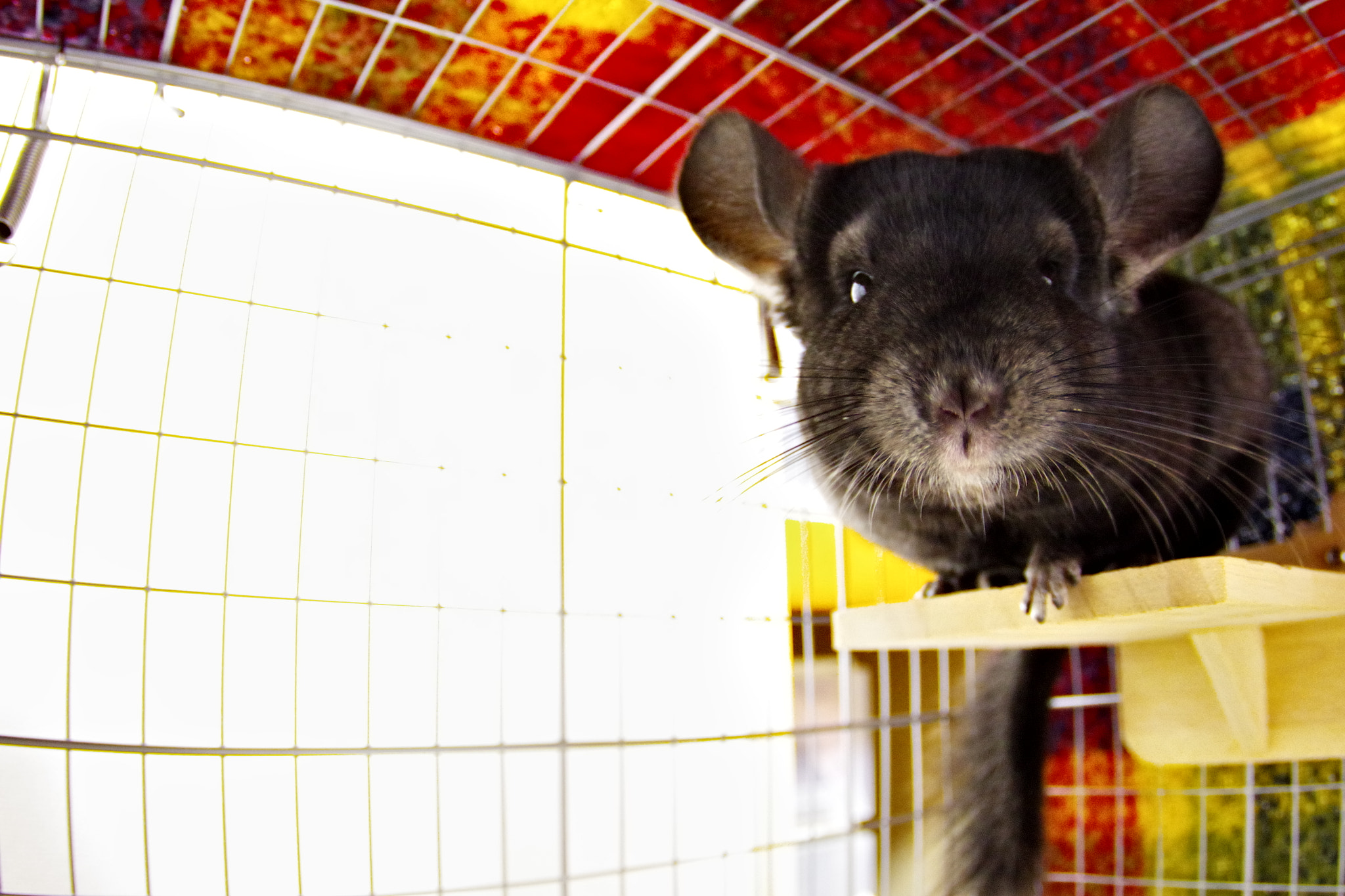 Pentax smc DA 10-17mm F3.5-4.5 ED (IF) Fisheye sample photo. My chinchilla is super cute photography