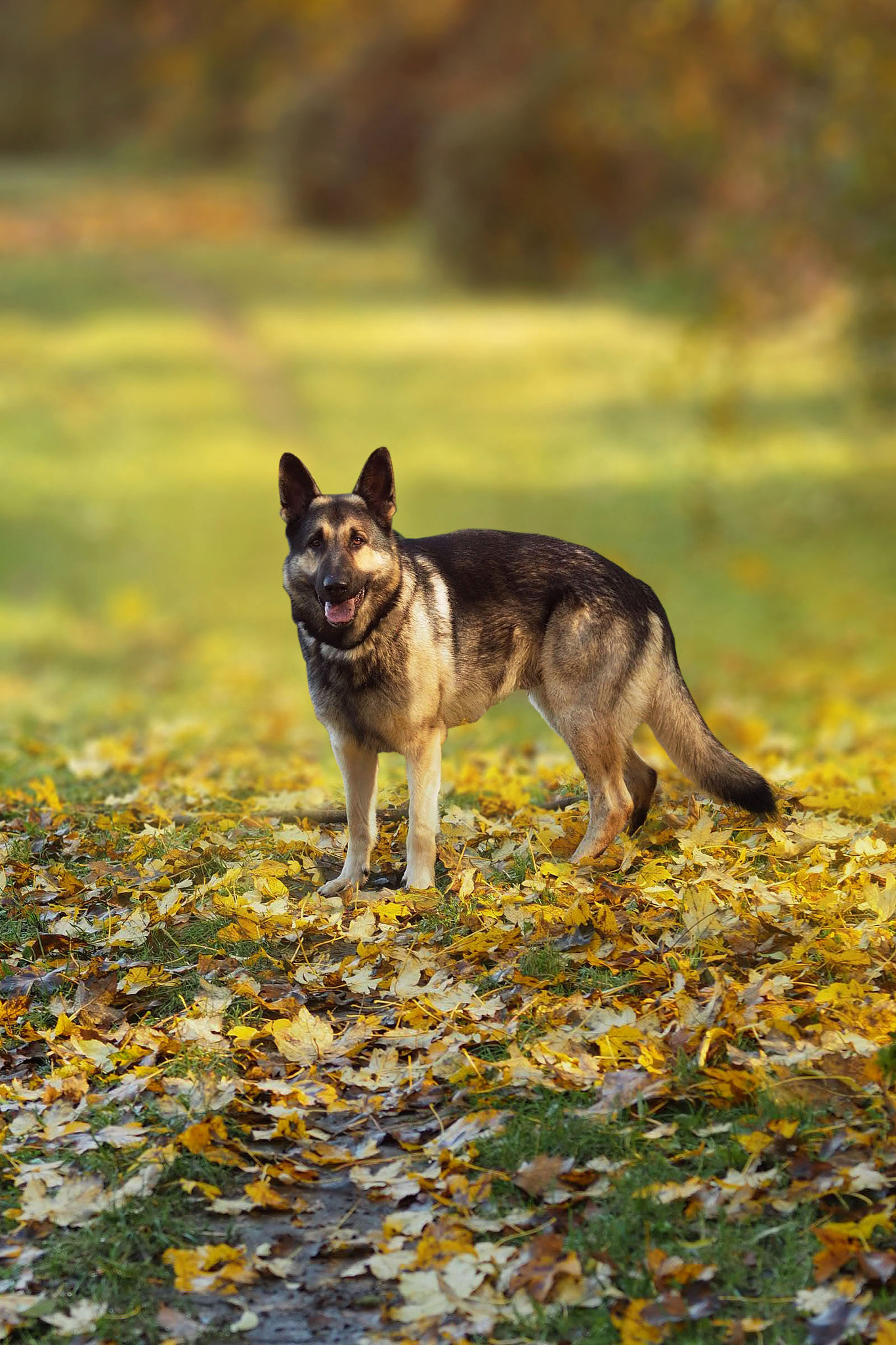 Sigma 60mm F2.8 DN Art sample photo. My dog photography