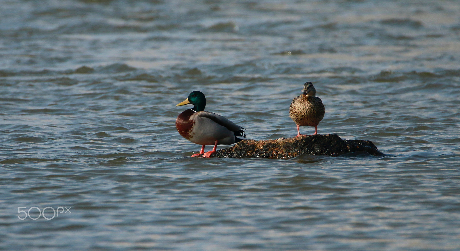 Tamron SP 150-600mm F5-6.3 Di VC USD sample photo. Mallard ducks look forward photography
