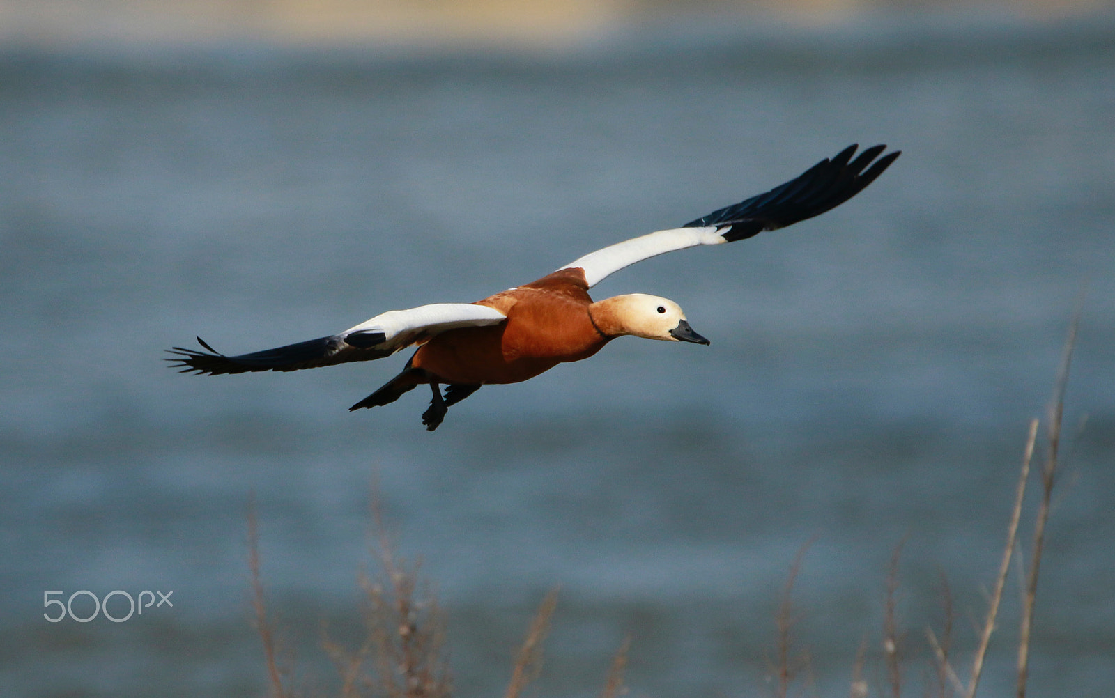 Tamron SP 150-600mm F5-6.3 Di VC USD sample photo. Red linen duck flying in the sky photography