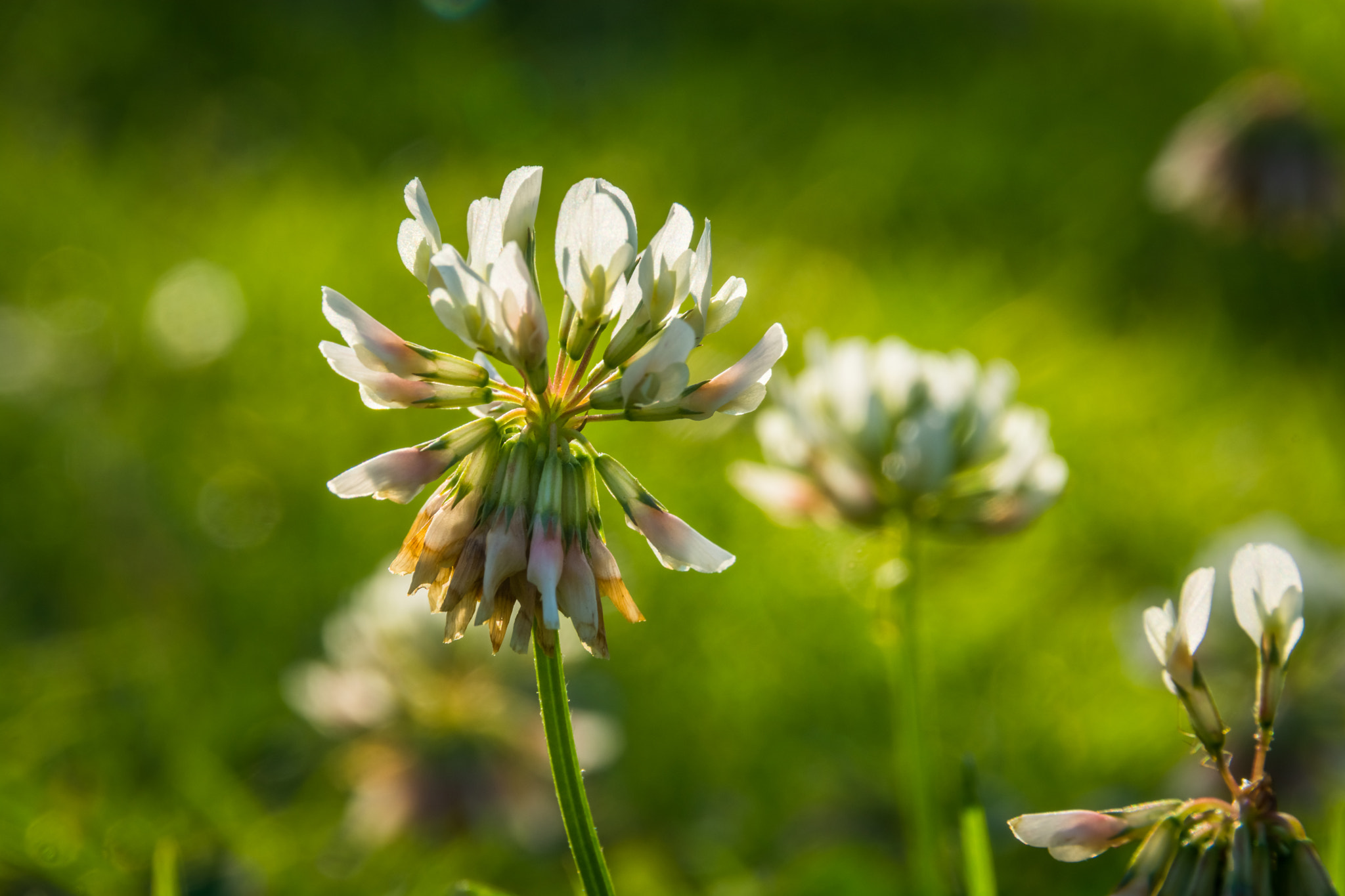 Sigma 18-250mm F3.5-6.3 DC Macro OS HSM sample photo. The little flowers photography