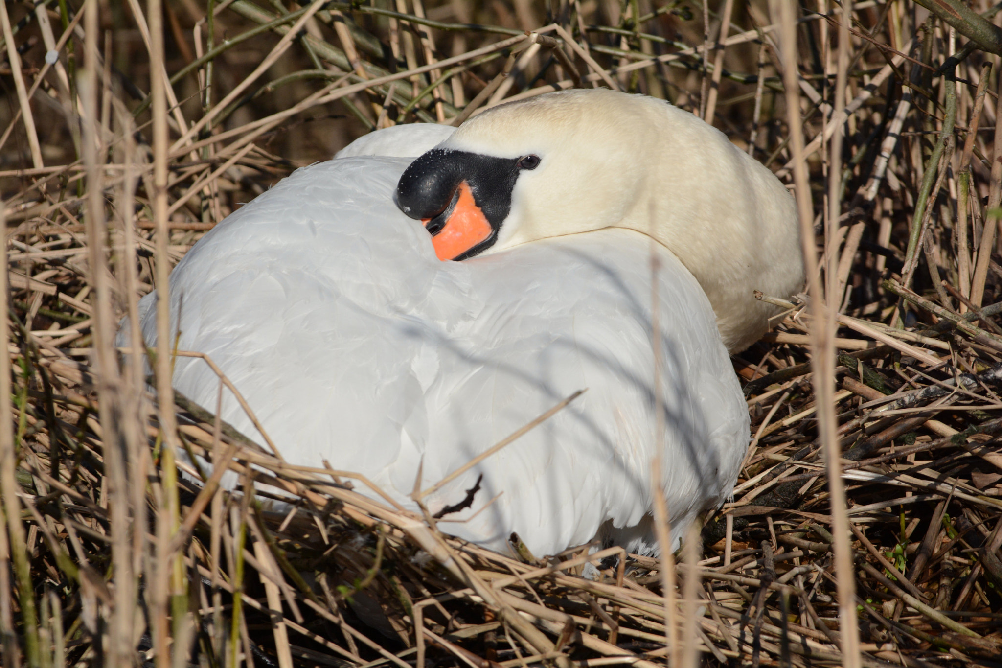 Sigma 150-500mm F5-6.3 DG OS HSM sample photo. On the nest photography