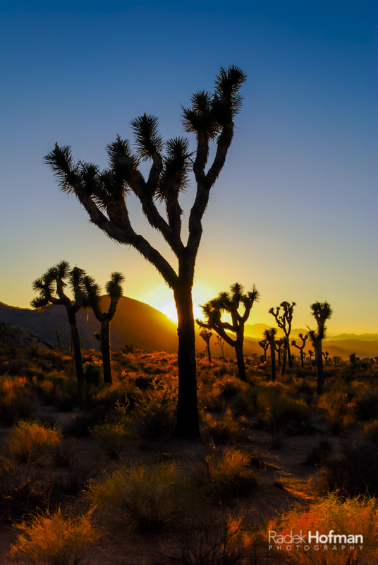 Mojave Desert by Radek Hofman / 500px