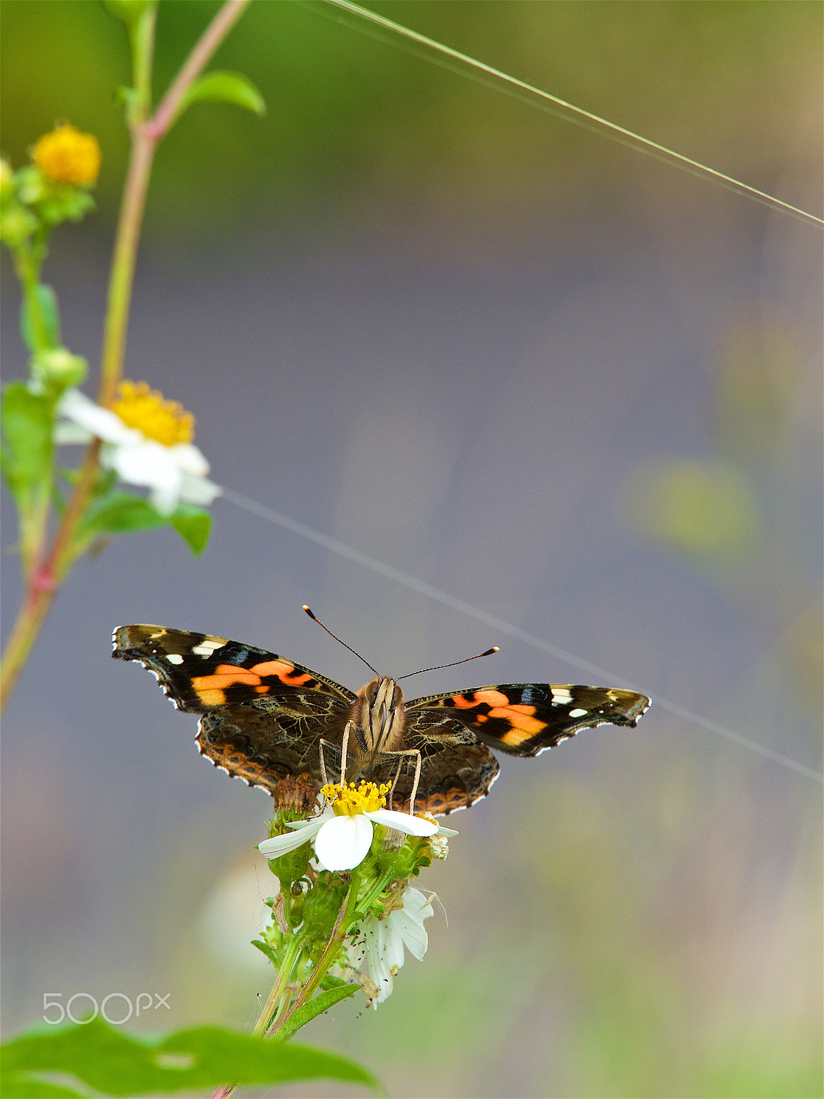 Olympus OM-D E-M1 sample photo. Vanessa indica,taiwan photography