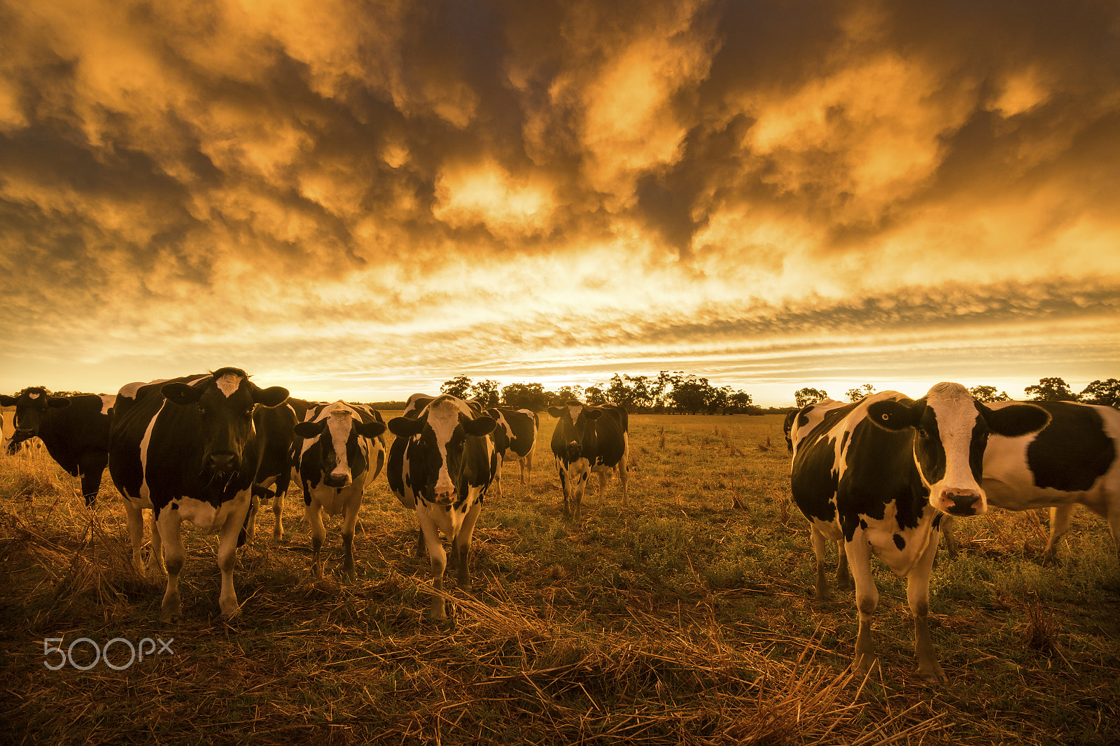 Canon EOS 7D Mark II + Tokina AT-X Pro 11-16mm F2.8 DX sample photo. Shepp cows photography