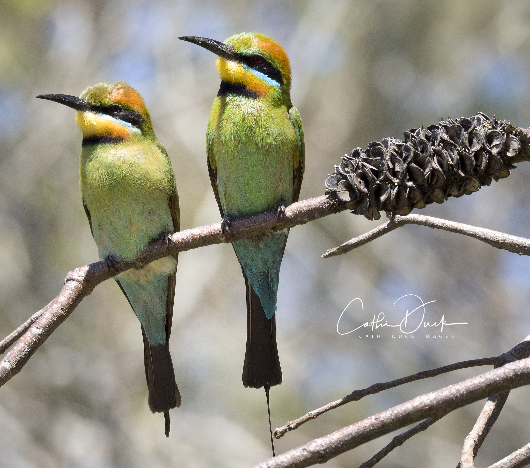 Olympus OM-D E-M10 II sample photo. Rainbow bee eaters photography