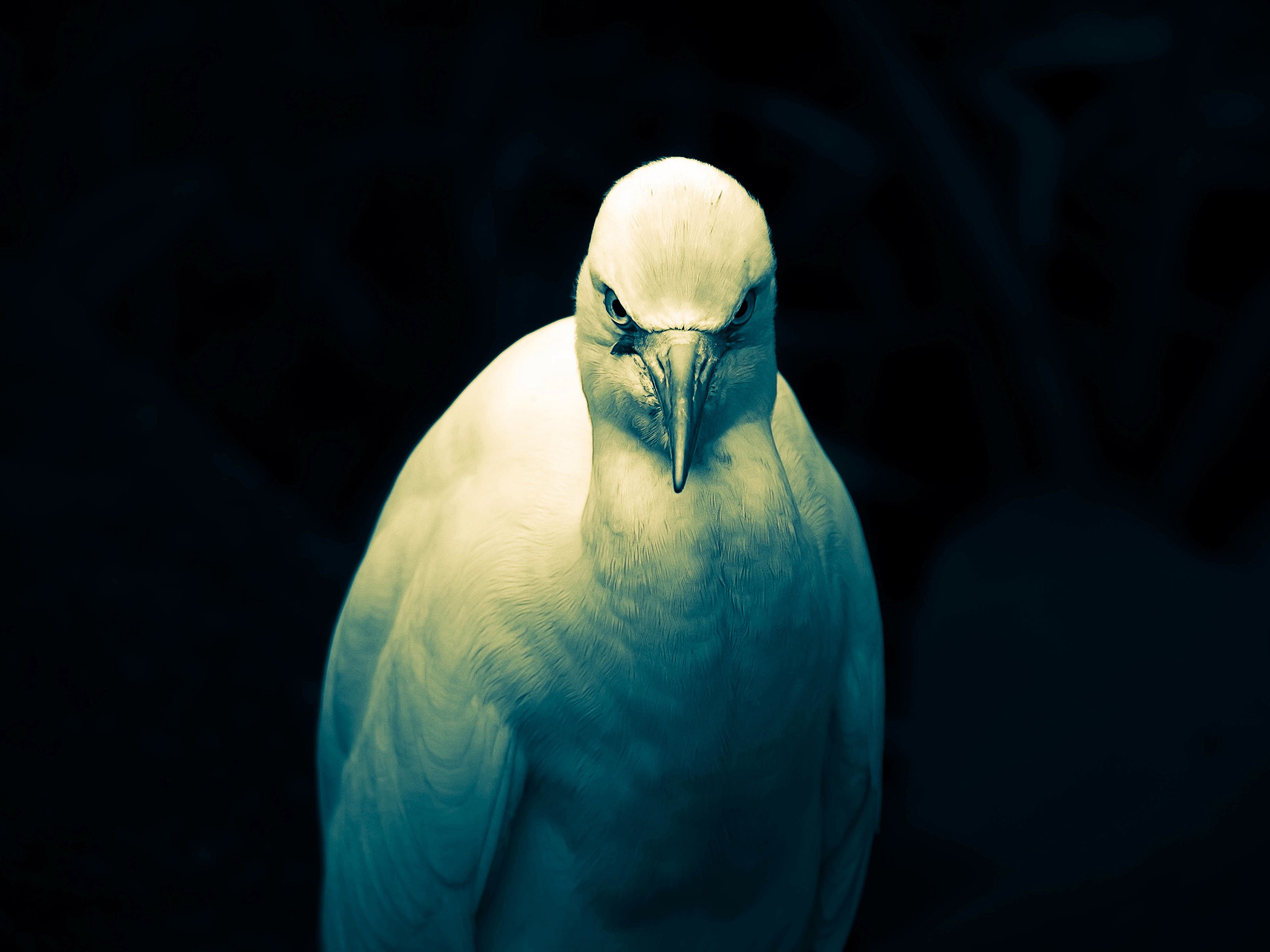 Olympus OM-D E-M1 sample photo. Cattle egret photography