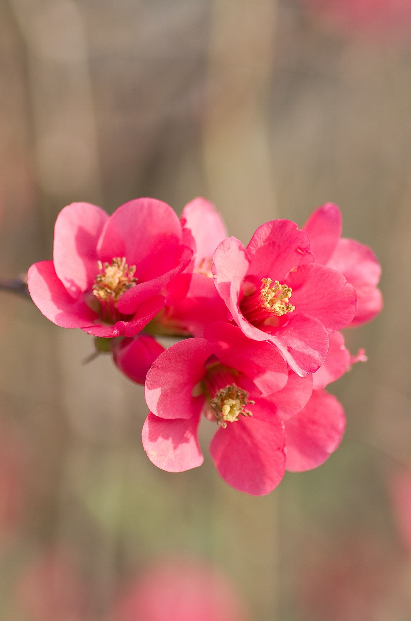 Pentax smc D-FA 100mm F2.8 Macro WR sample photo. Cognassier du japon photography