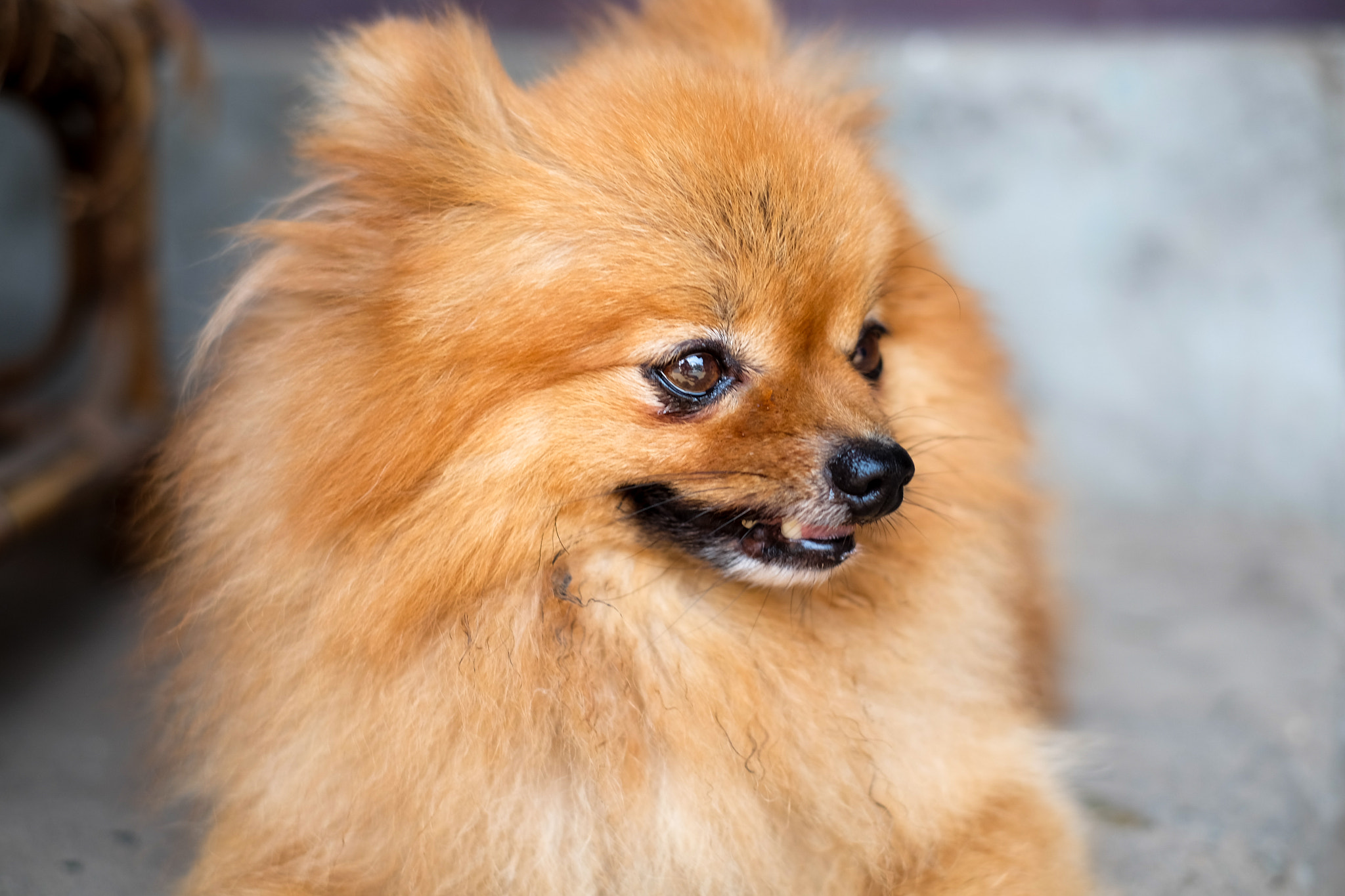 Fujifilm X-M1 + Fujifilm XF 35mm F1.4 R sample photo. Cute puppy in laos photography