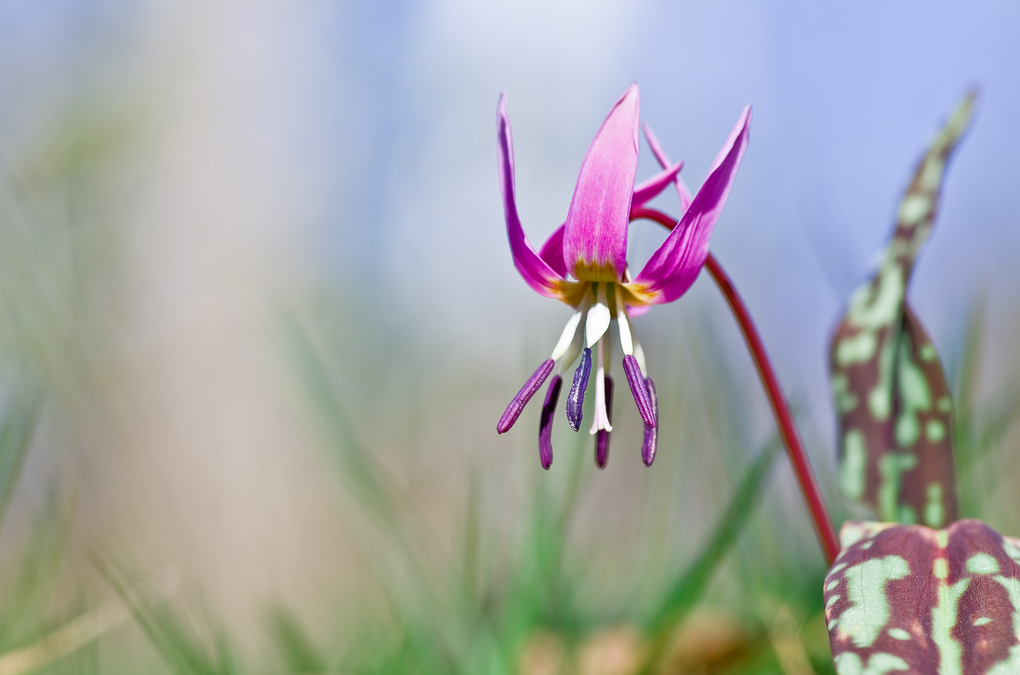 Pentax smc D-FA 100mm F2.8 Macro WR sample photo. Erythronium dens-canis photography