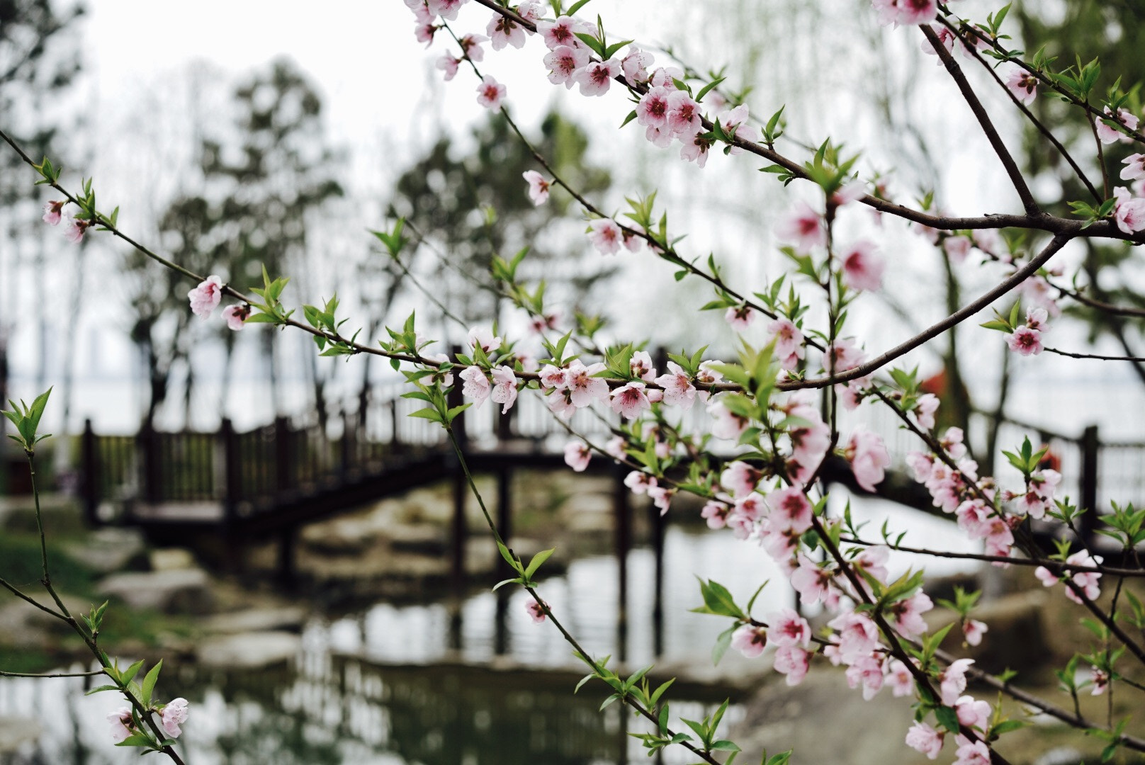 Sony a7R II + Sony Sonnar T* FE 55mm F1.8 ZA sample photo. Spring photography