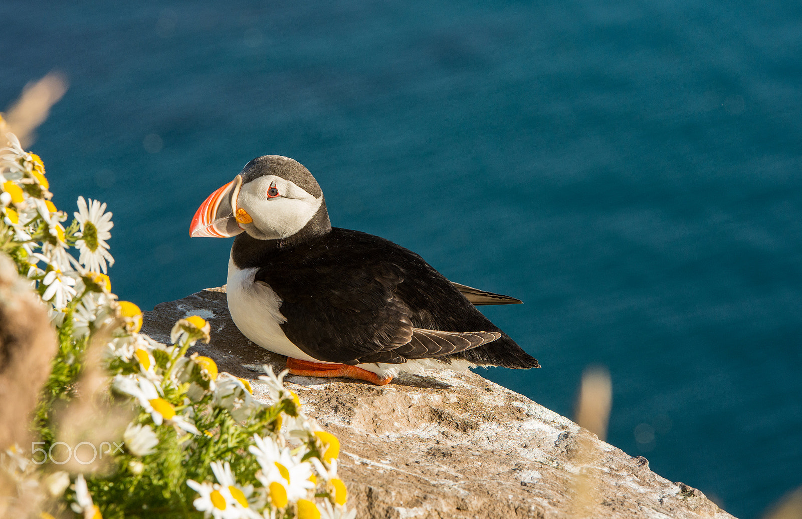 Nikon D600 + Sigma 70-200mm F2.8 EX DG OS HSM sample photo. Cute common puffin bird in iceland photography
