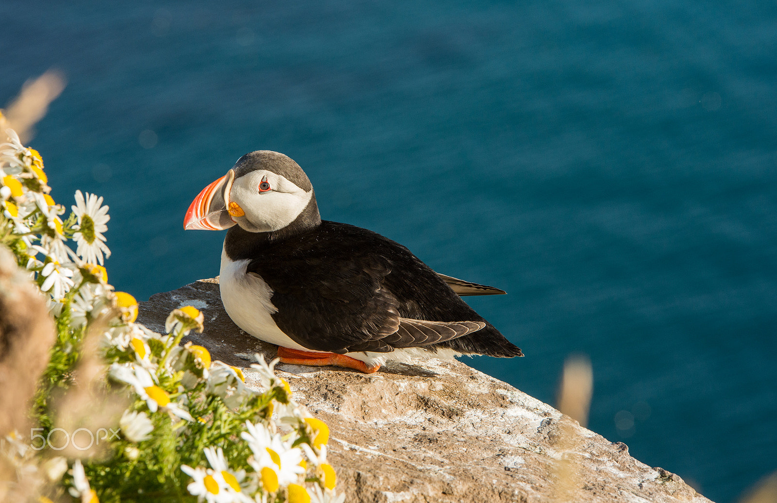 Sigma 70-200mm F2.8 EX DG OS HSM sample photo. Cute common puffin bird in iceland photography